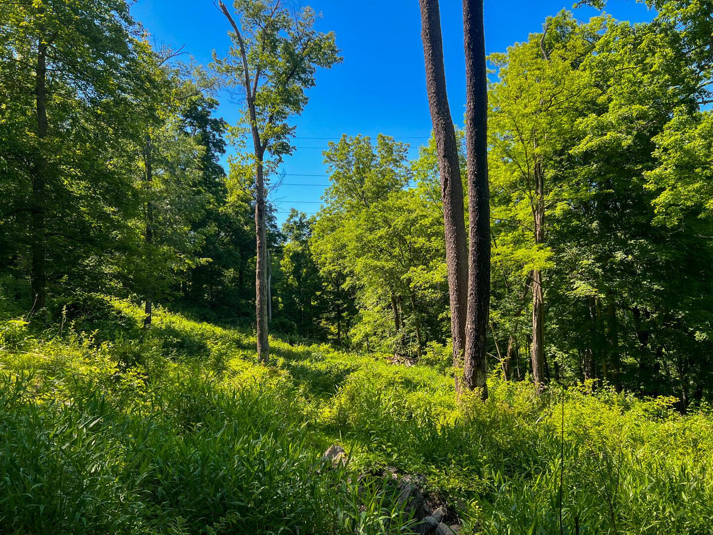0 Rush Run Road Property Photo 8
