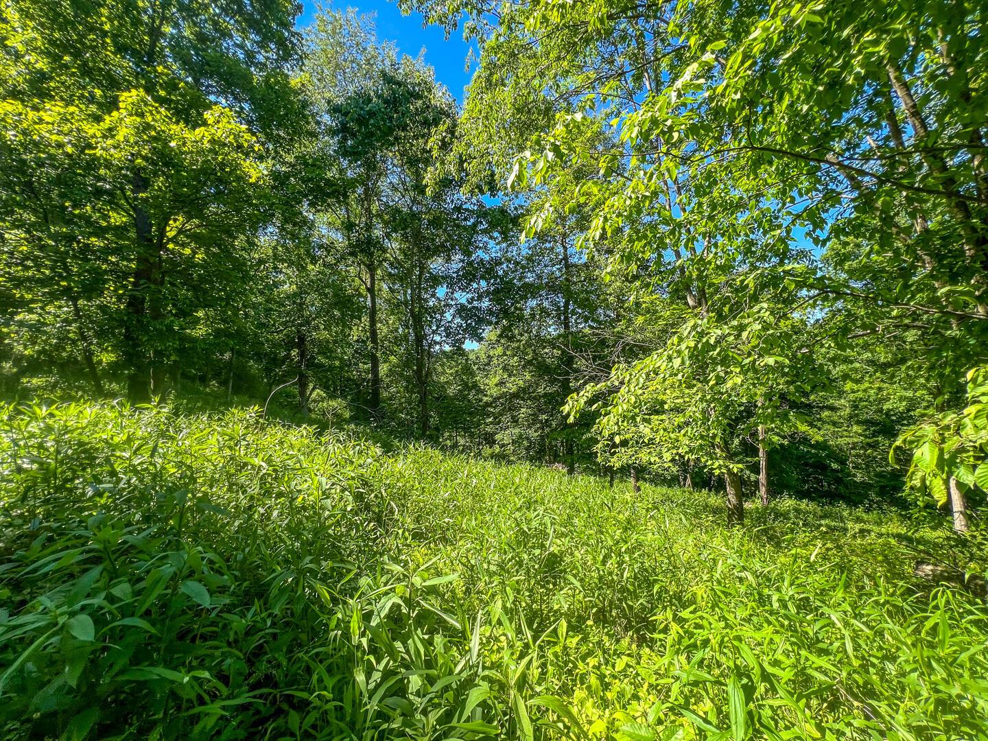 0 Rush Run Road Property Photo 11