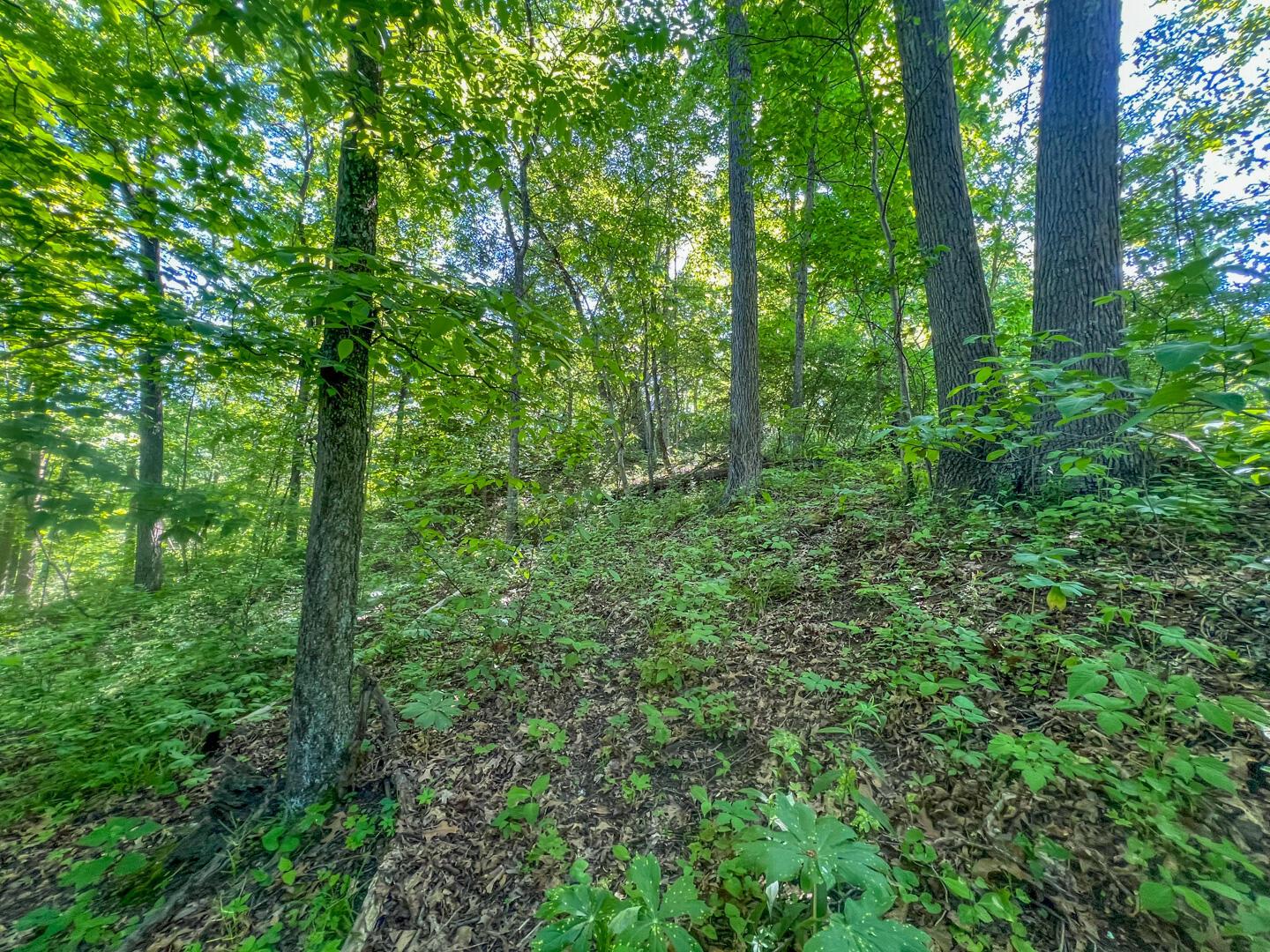 0 Rush Run Road Property Photo 12