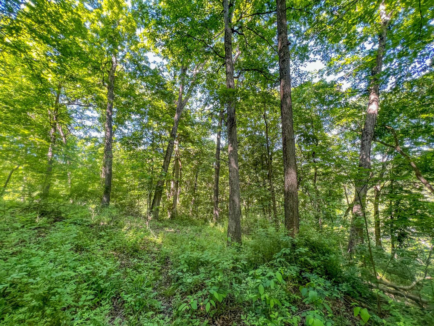 0 Rush Run Road Property Photo 13