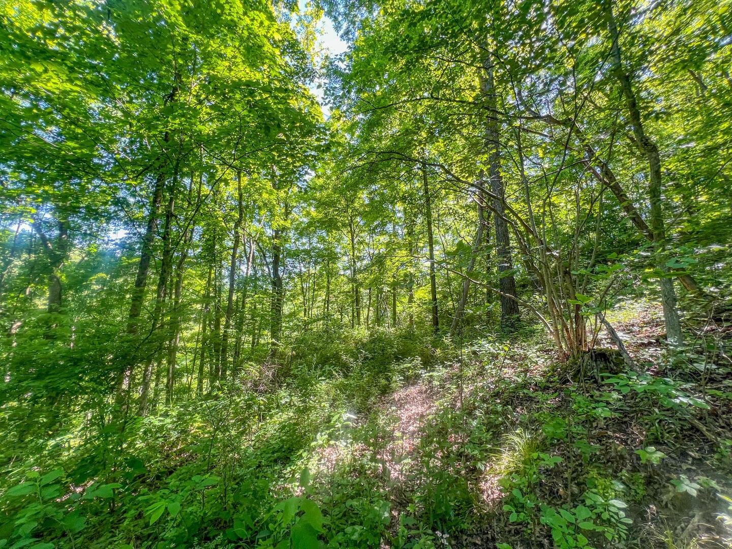 0 Rush Run Road Property Photo 14