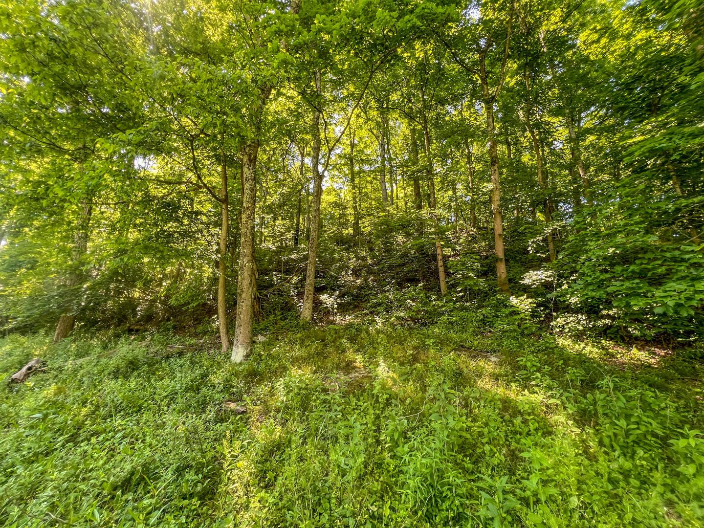 0 Rush Run Road Property Photo 18