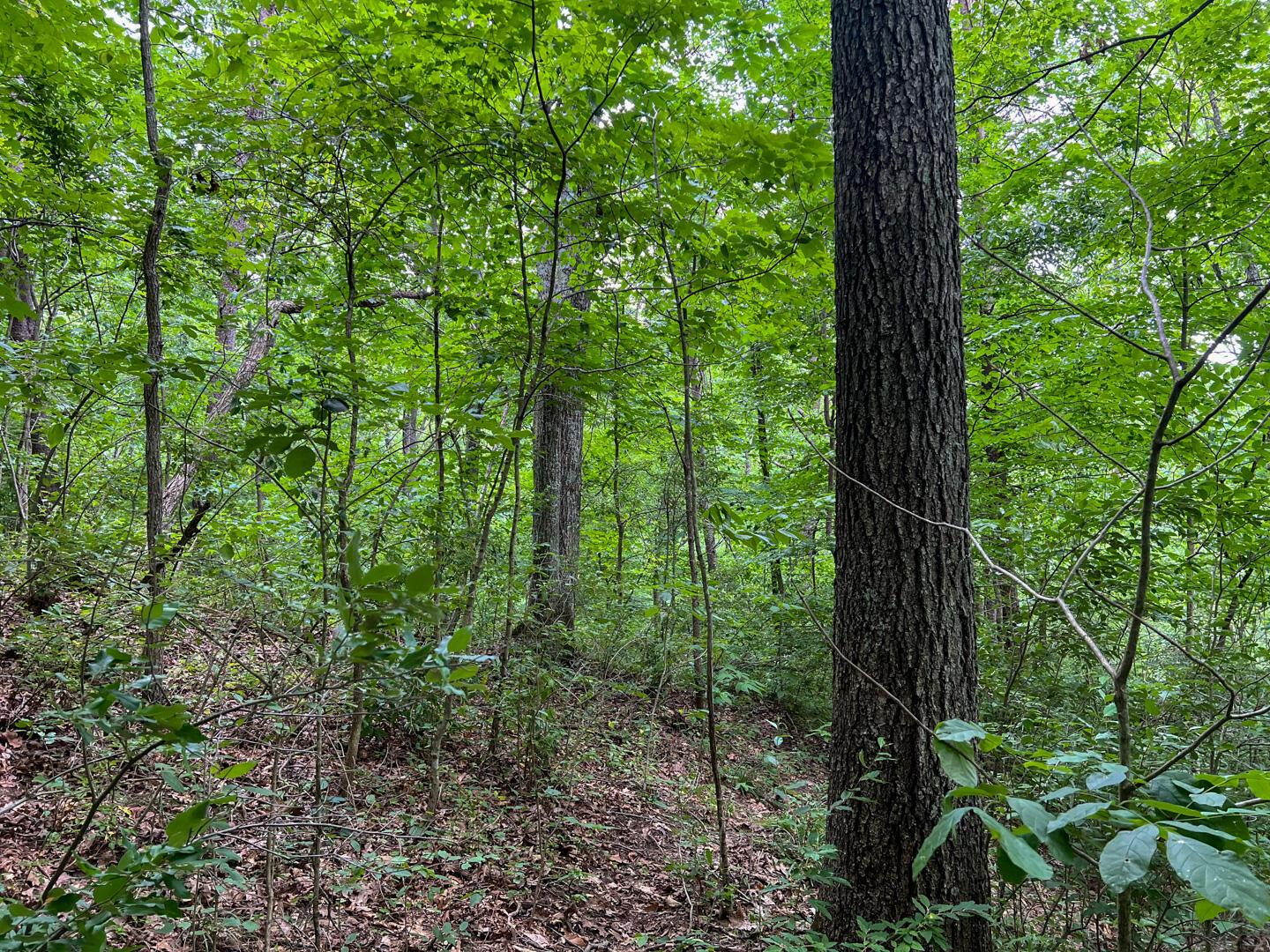 0 Rush Run Road Property Photo 24