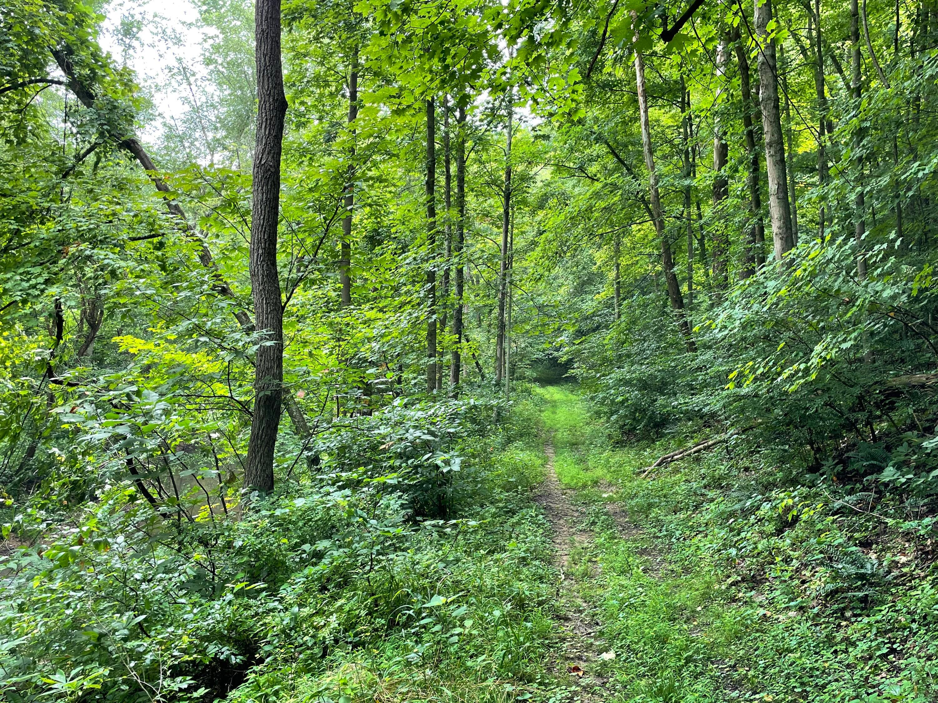 960 Rockcamp Road Property Photo 66
