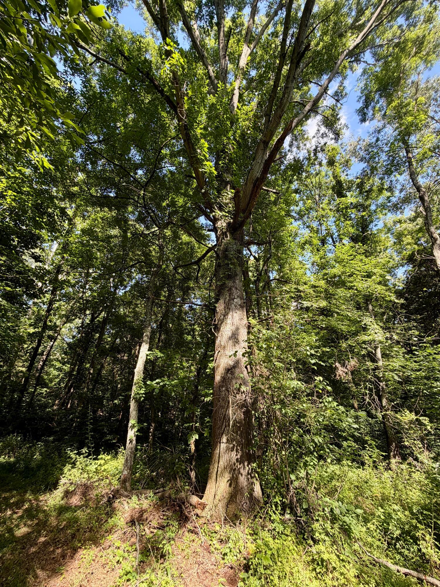 0 State Route 222 Property Photo 11