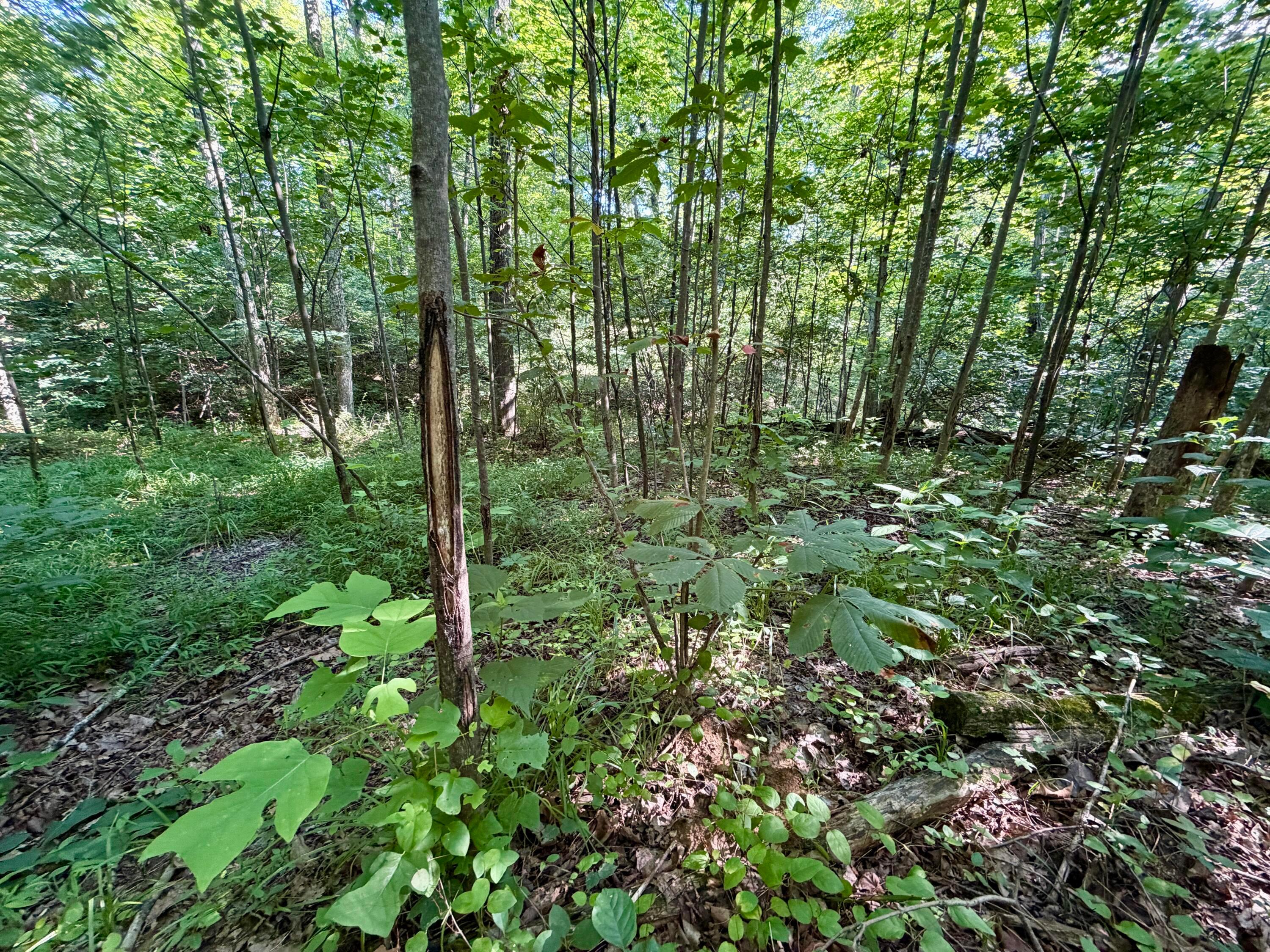 0 State Route 222 Property Photo 25