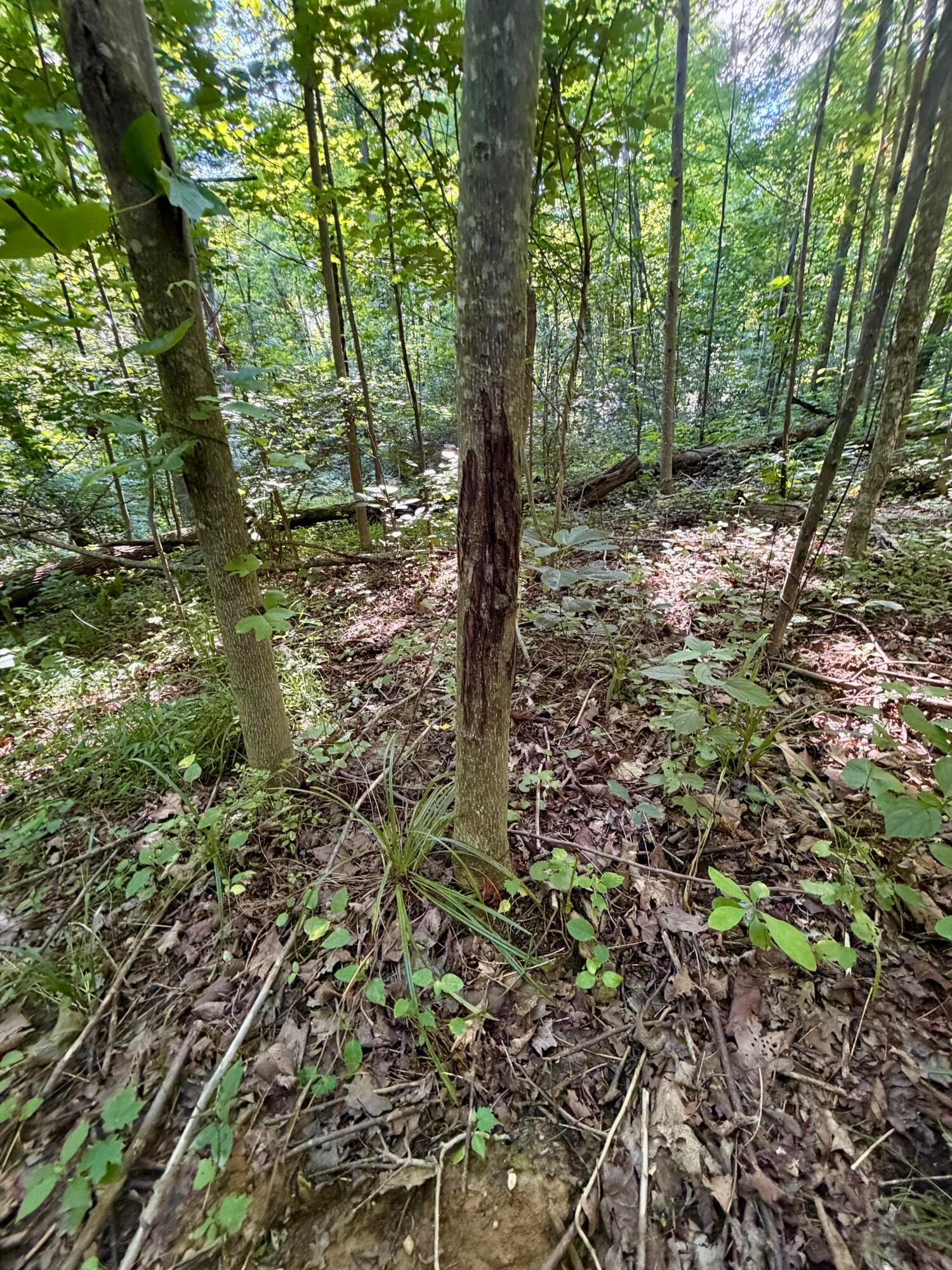0 State Route 222 Property Photo 26