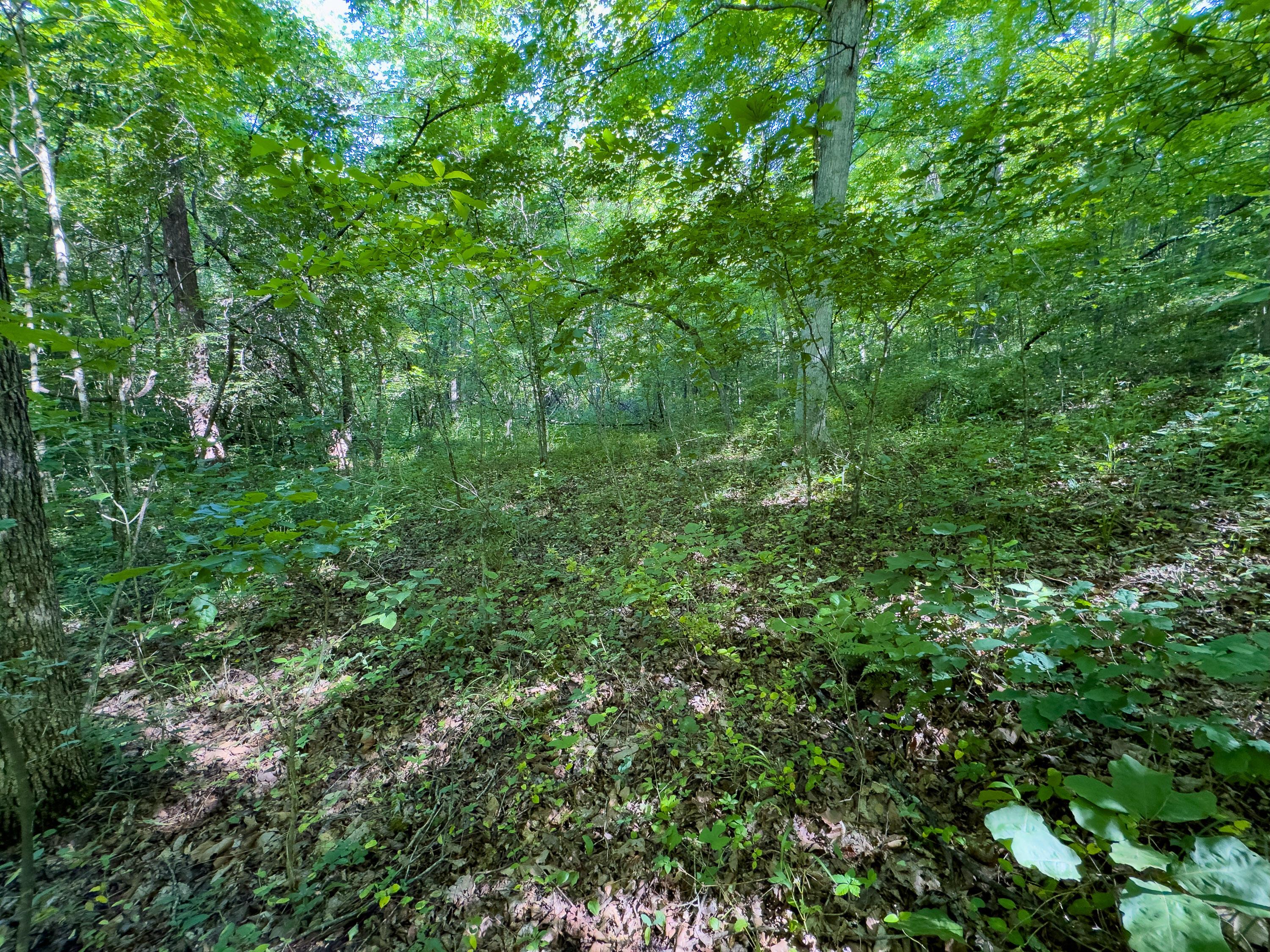 0 Jake Road Property Photo 5