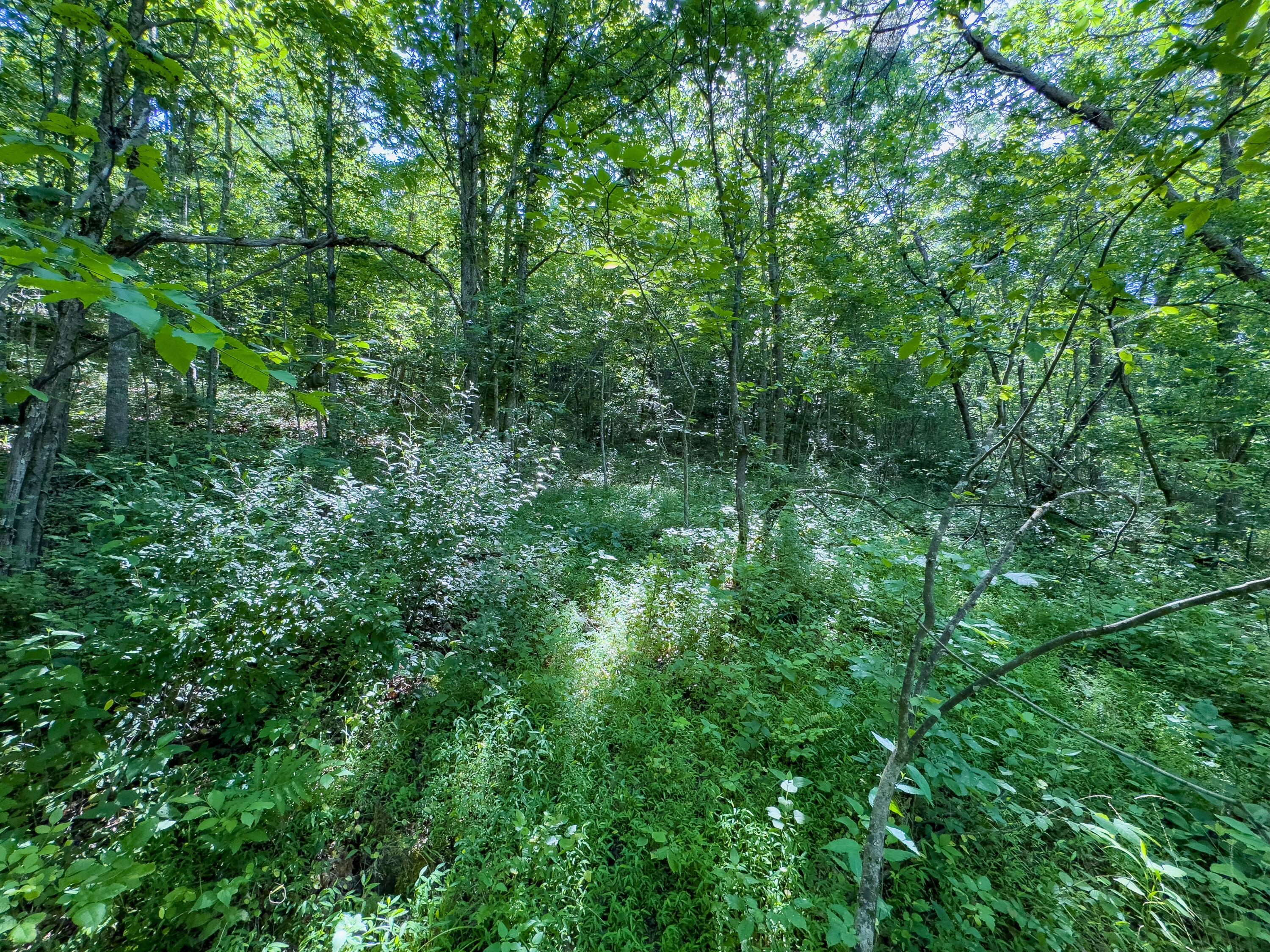 0 Jake Road Property Photo 8