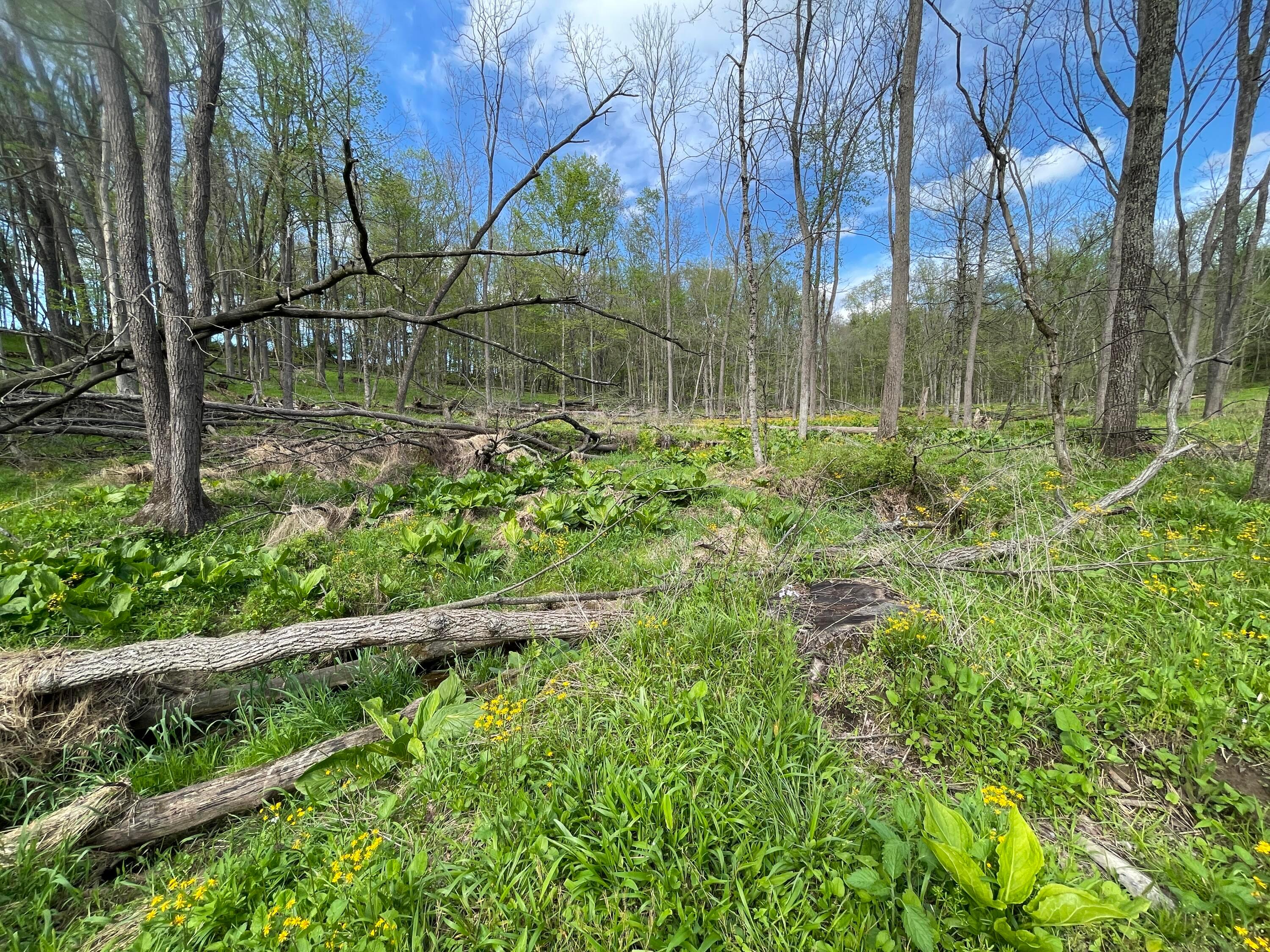 0 Monroe Mills Road Property Photo 8