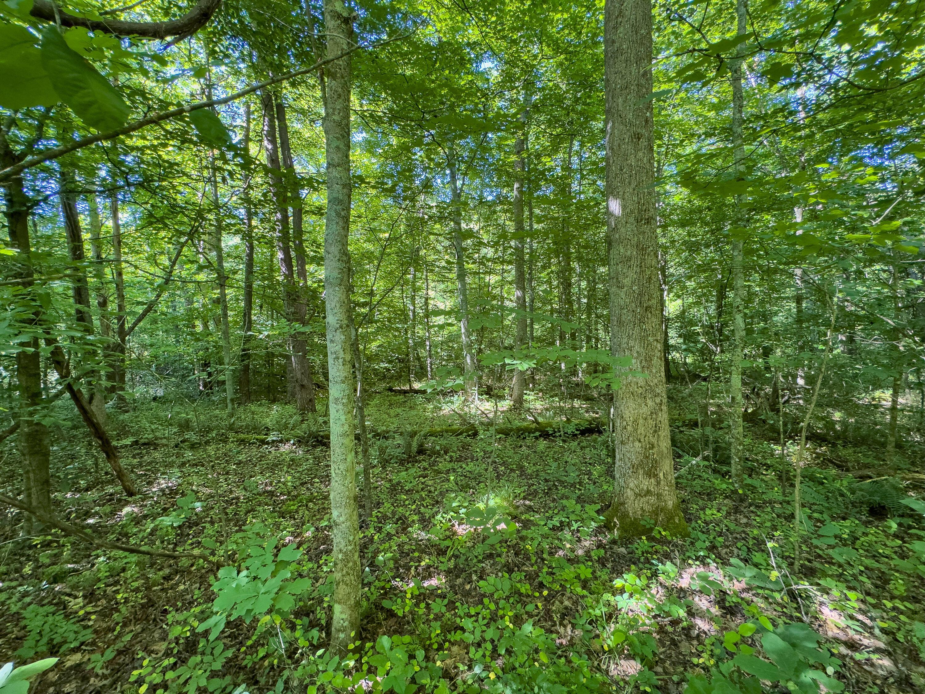 0 Jake Road Property Photo 7