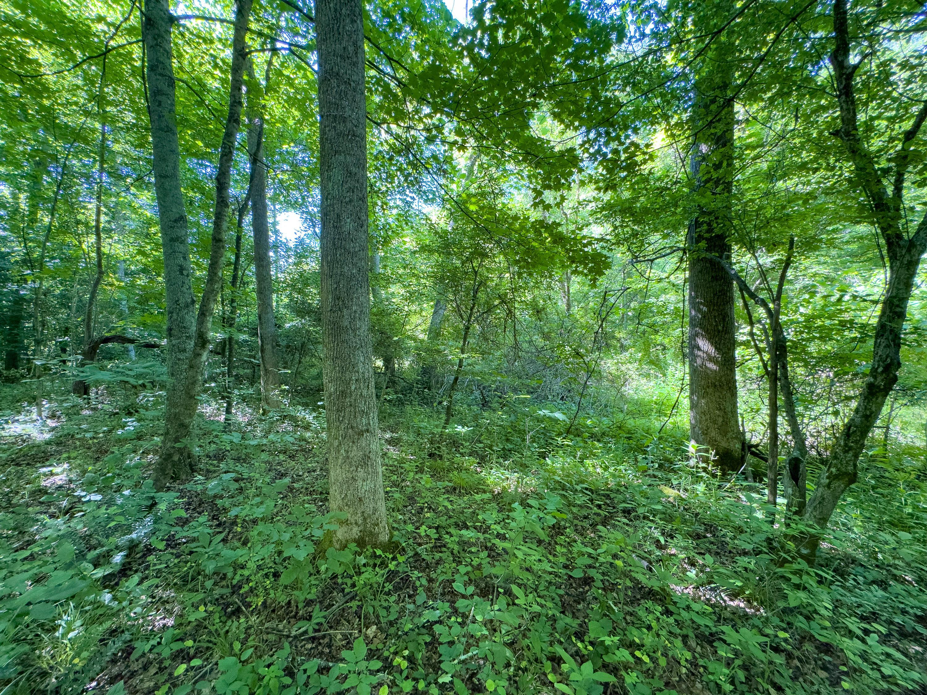 0 Jake Road Property Photo 9