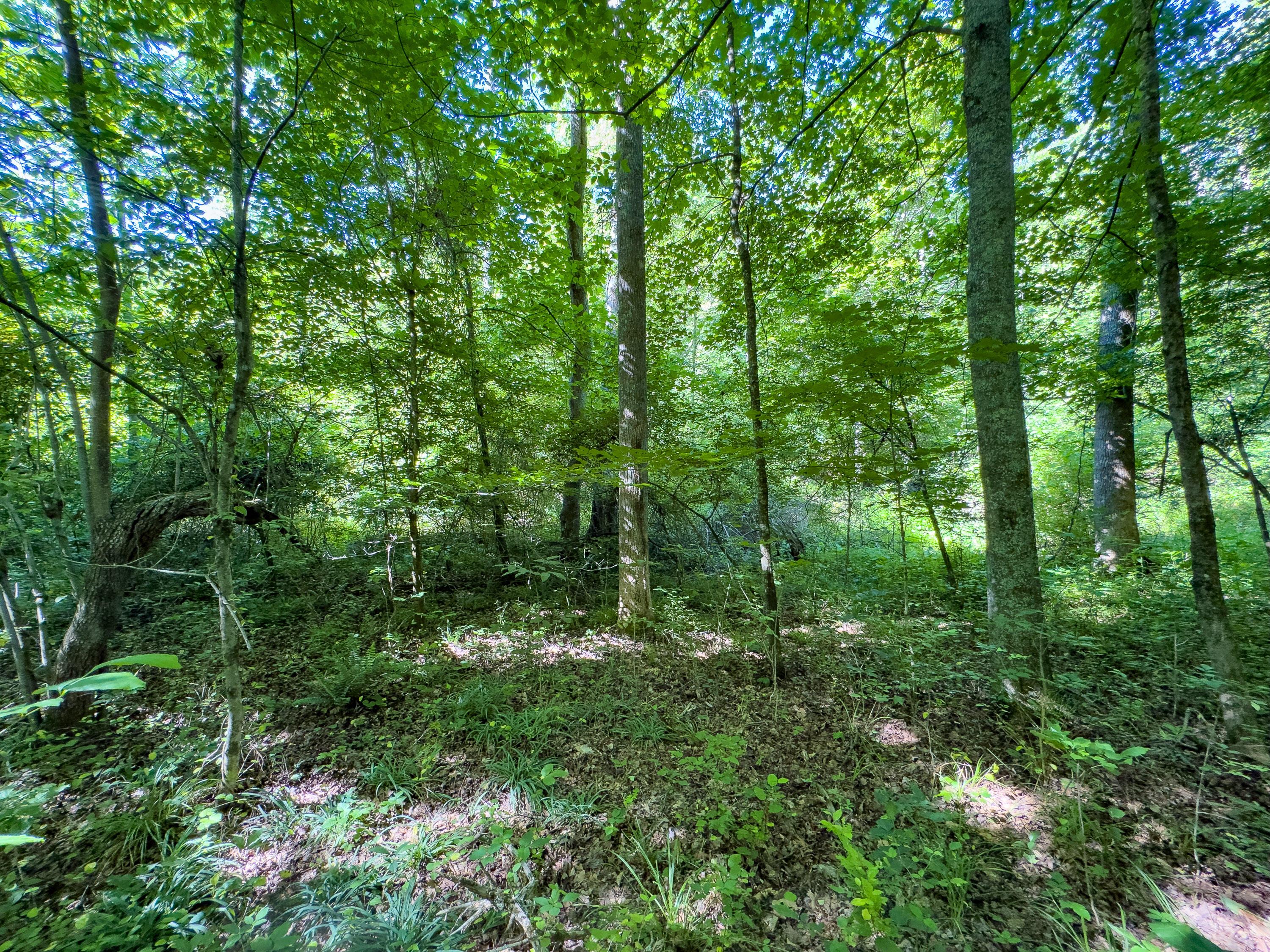 0 Jake Road Property Photo 13