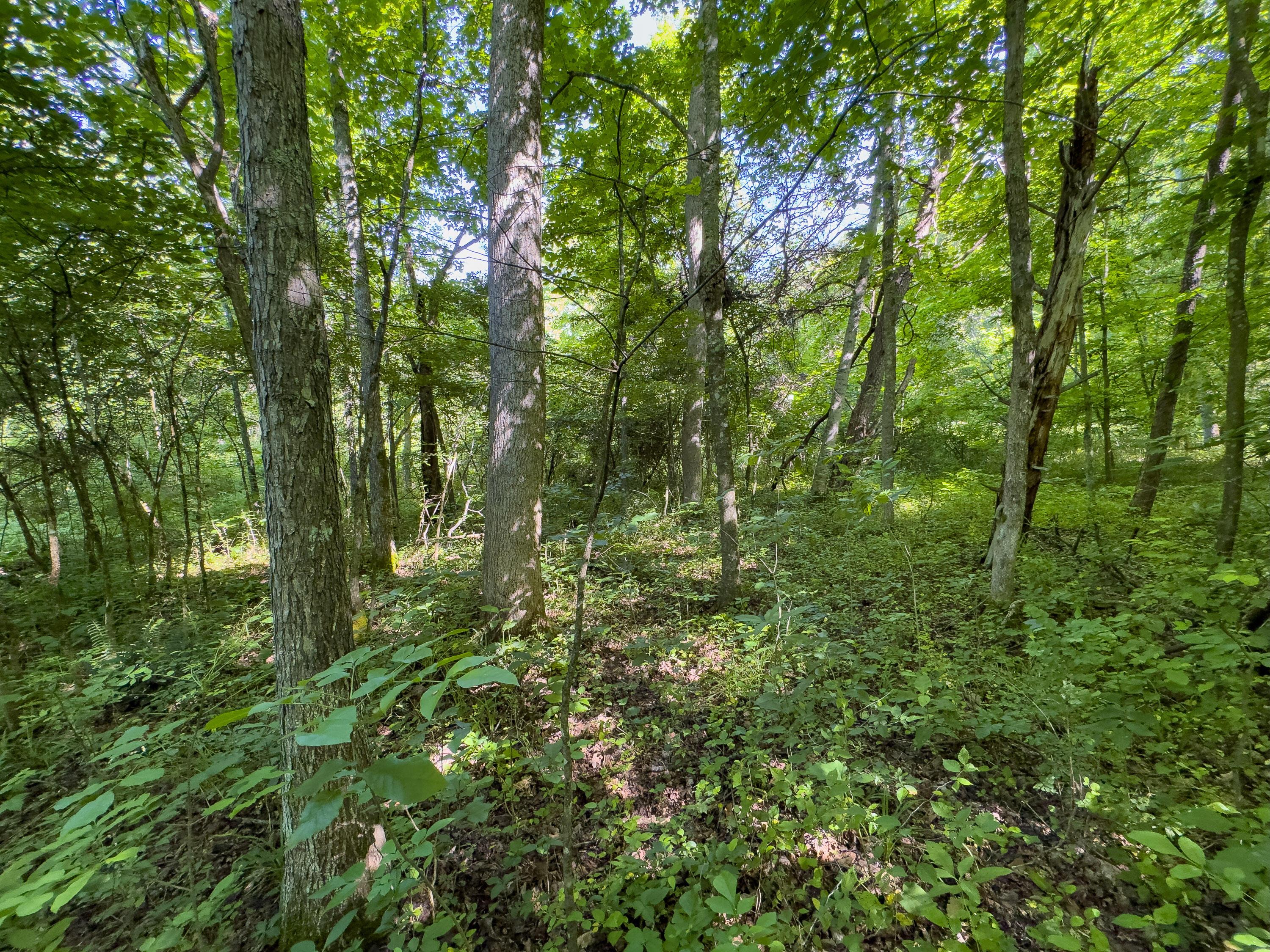 0 Jake Road Property Photo 15