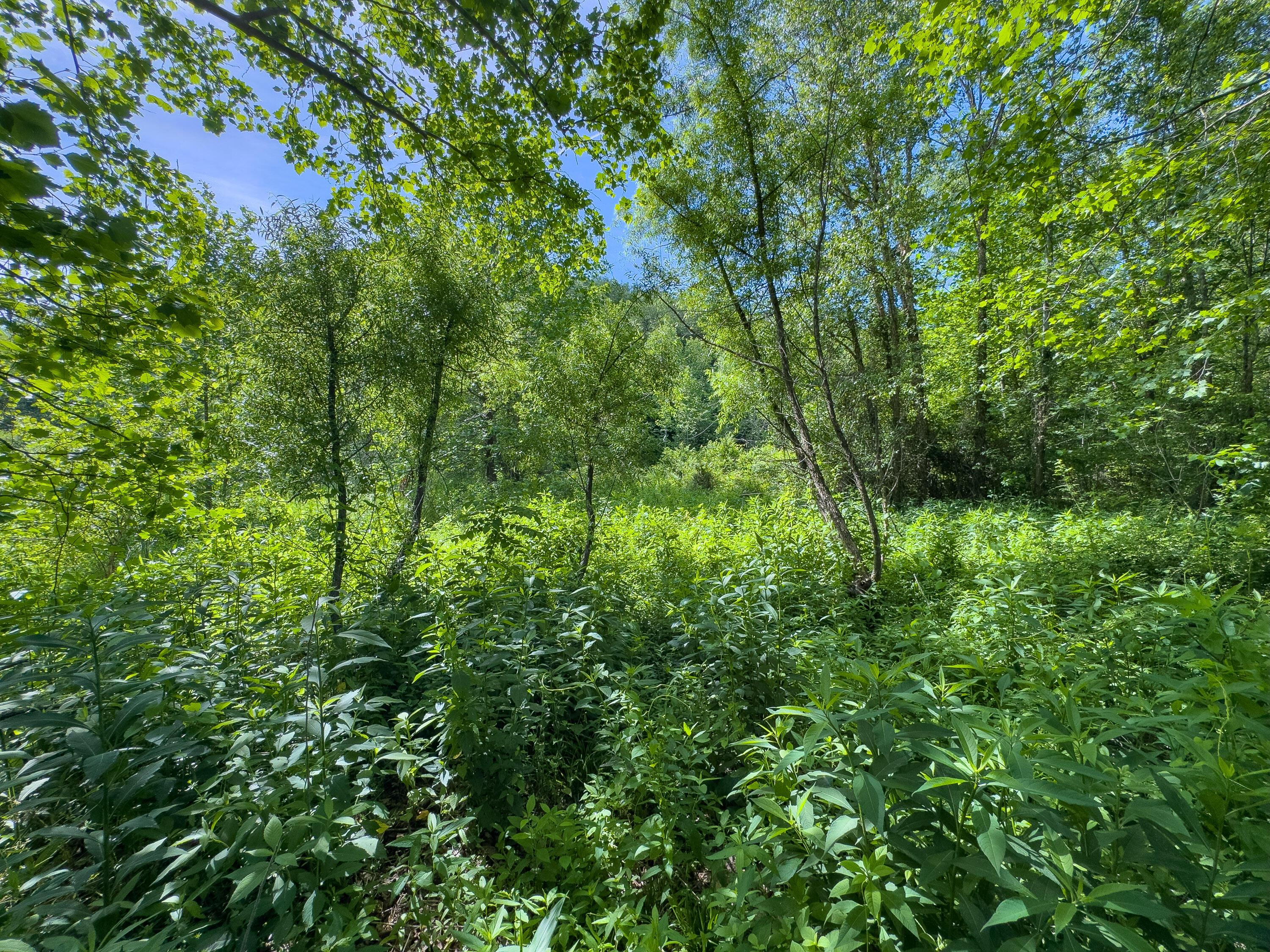 Tract 3 Jake Road Property Photo 5