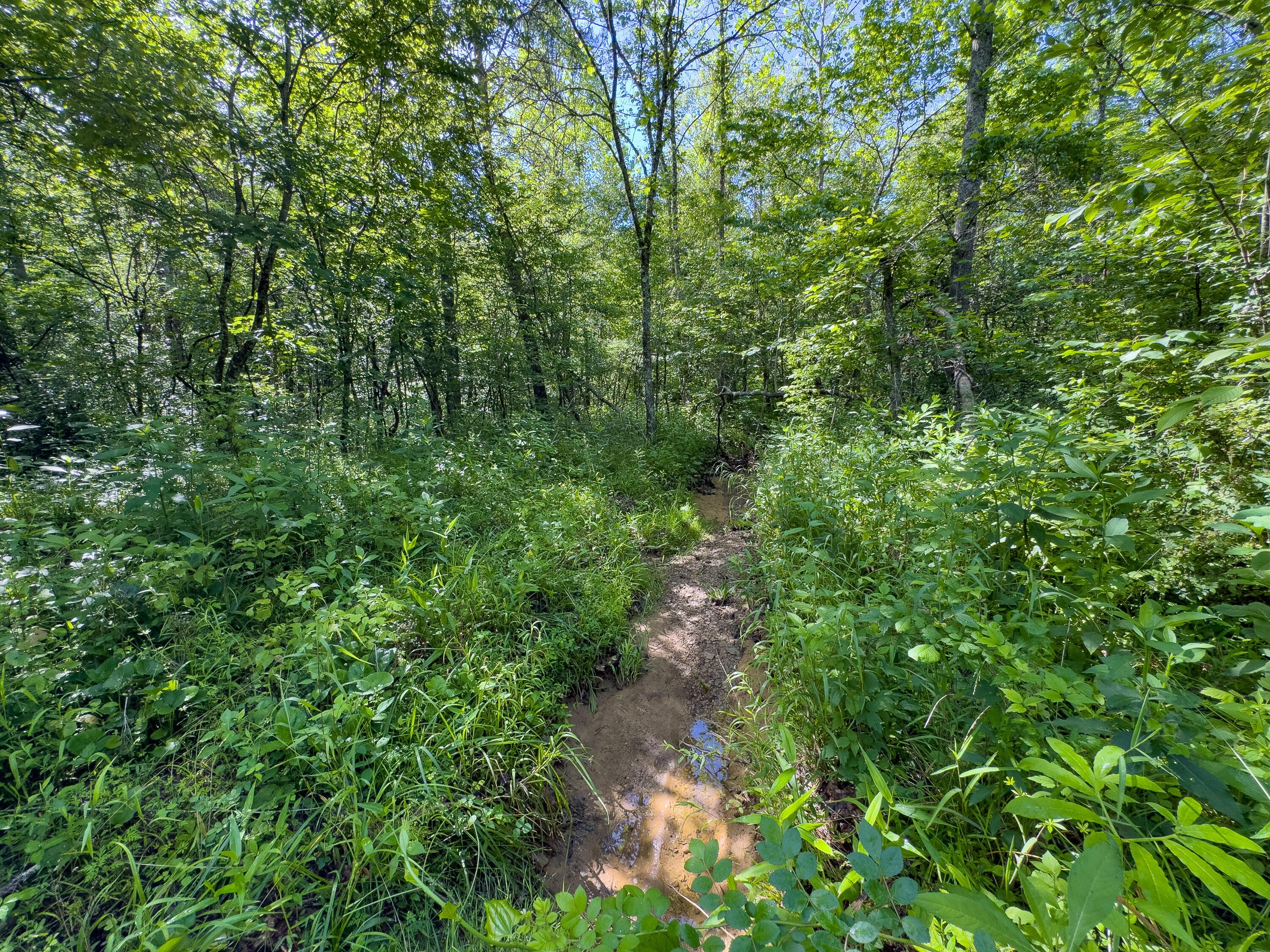 Tract 3 Jake Road Property Photo 7