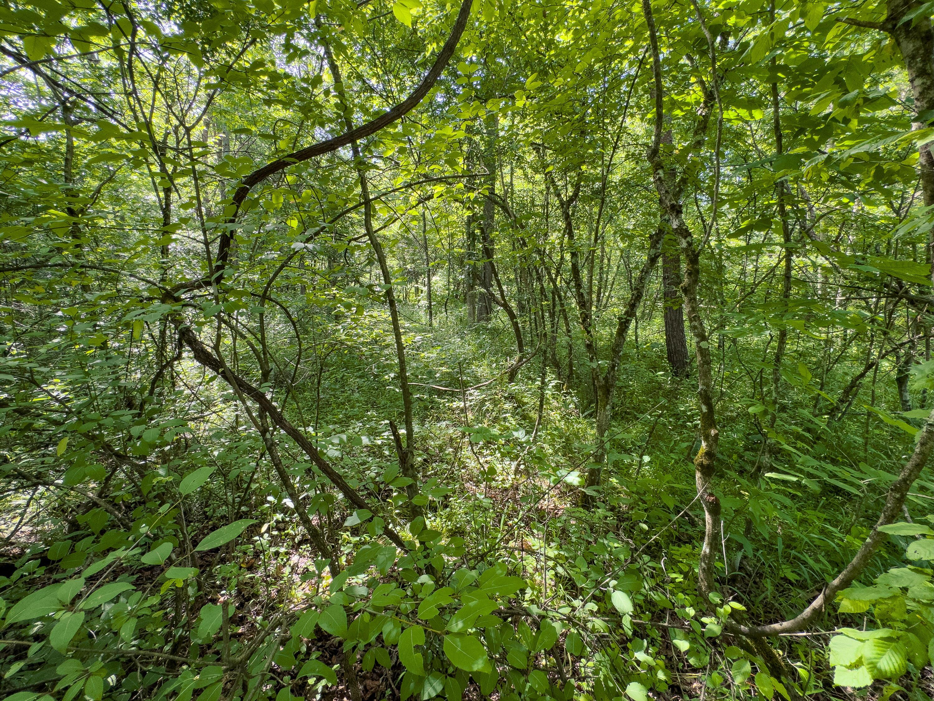 Tract 3 Jake Road Property Photo 8