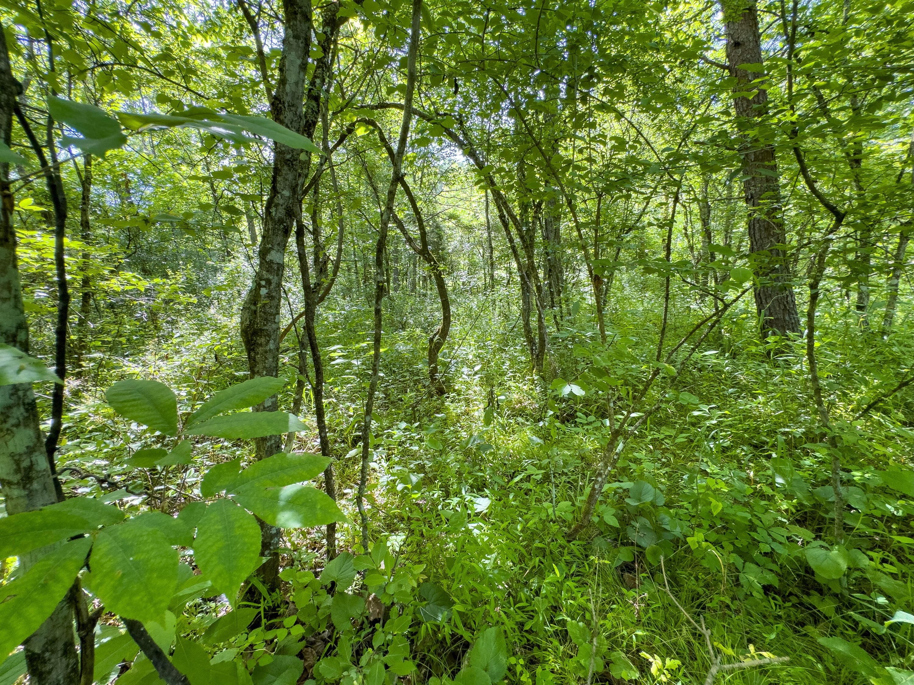 Tract 3 Jake Road Property Photo 9