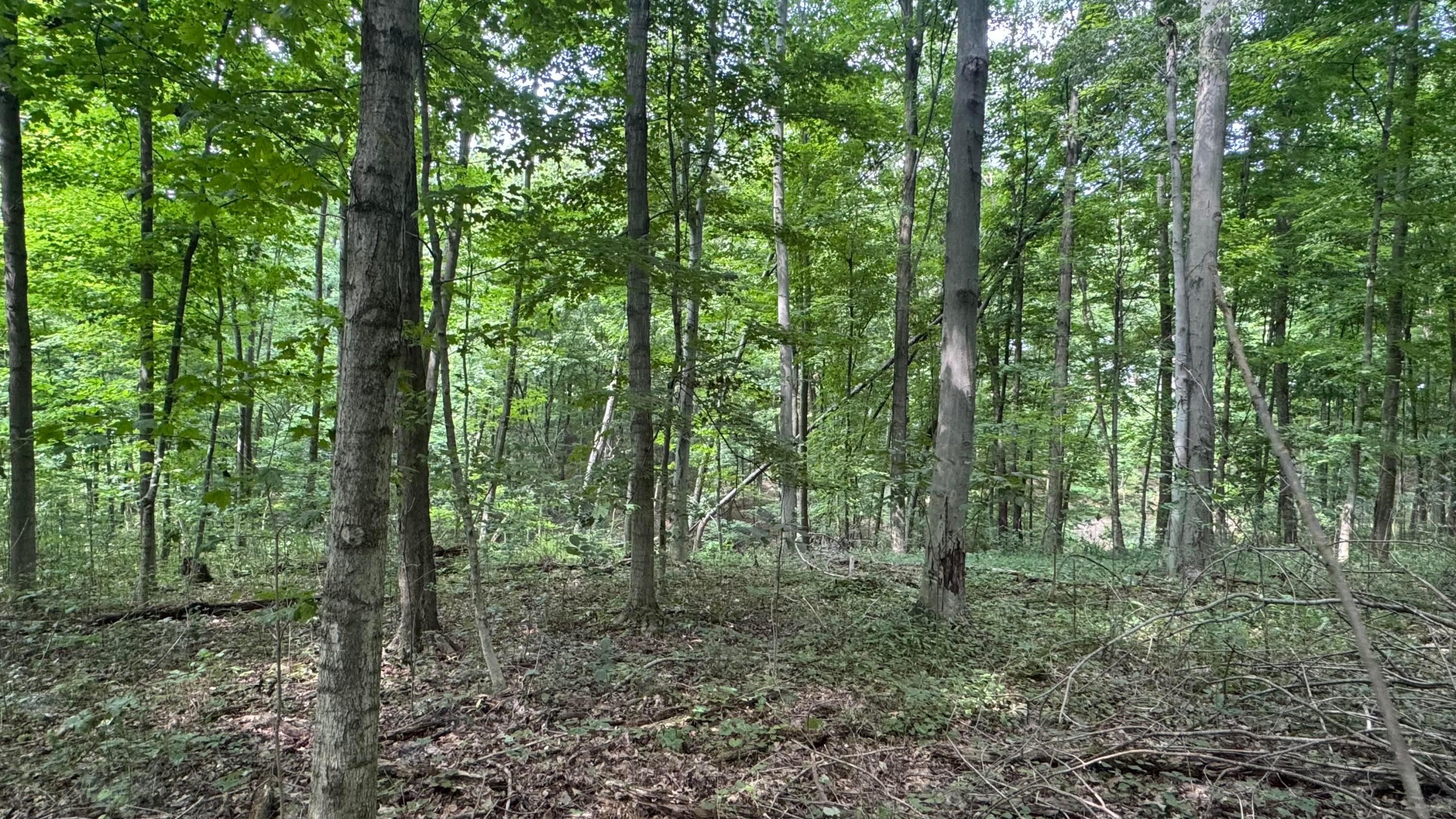 0 Us Rt 250 Property Photo 5