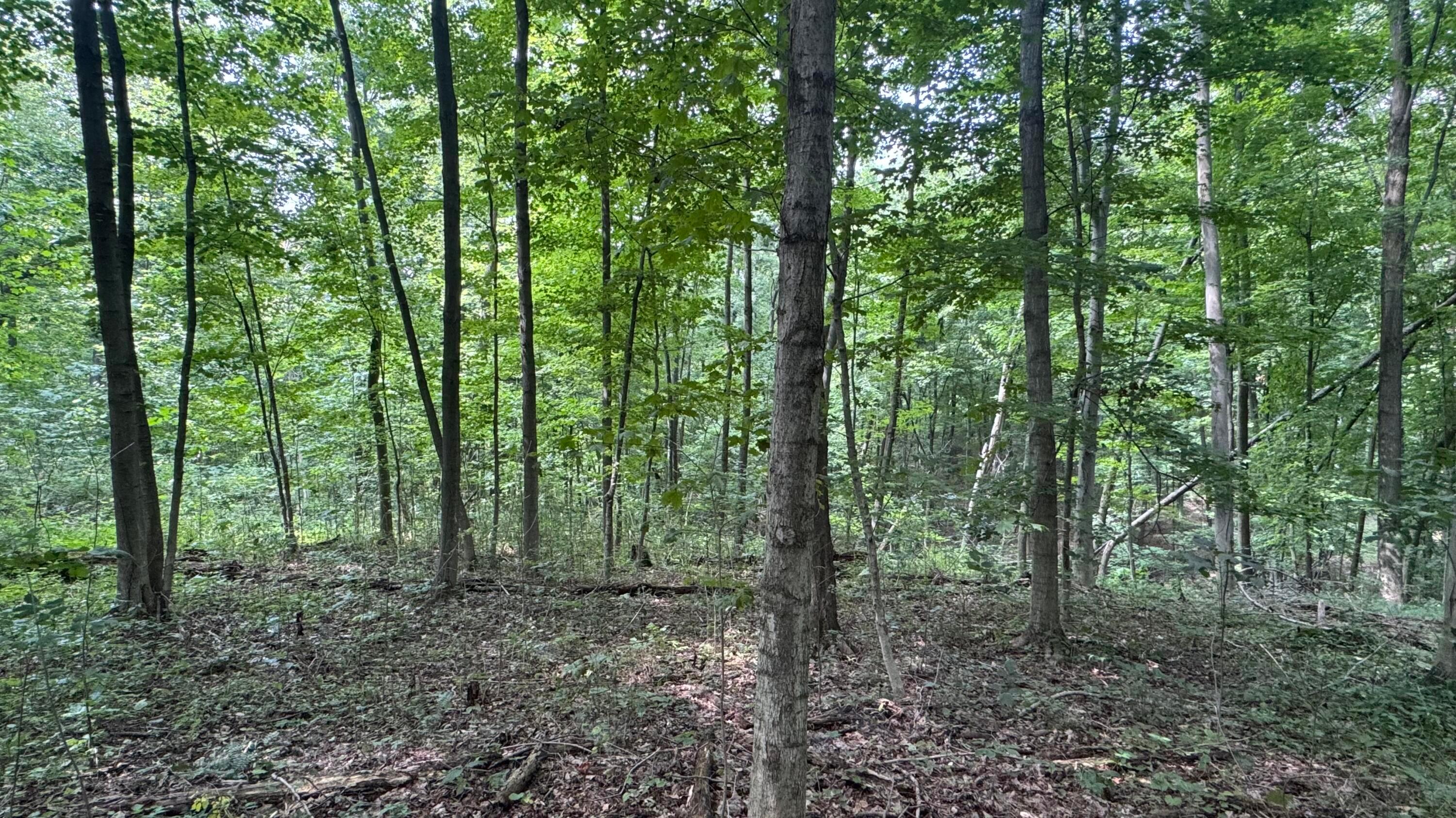 0 Us Rt 250 Property Photo 6