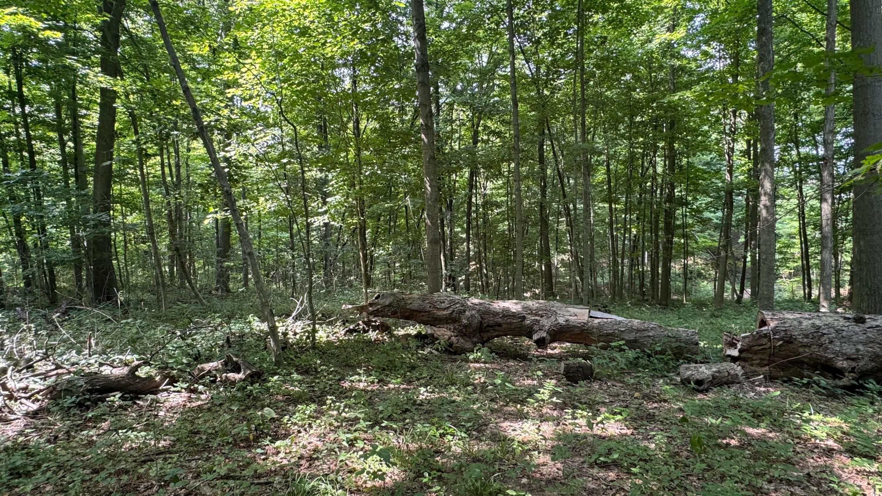 0 Us Rt 250 Property Photo 7