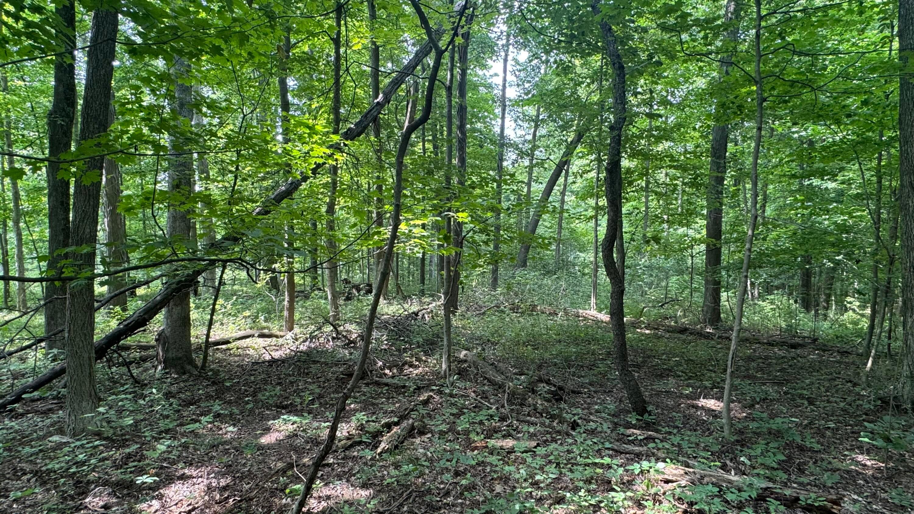0 Us Rt 250 Property Photo 14