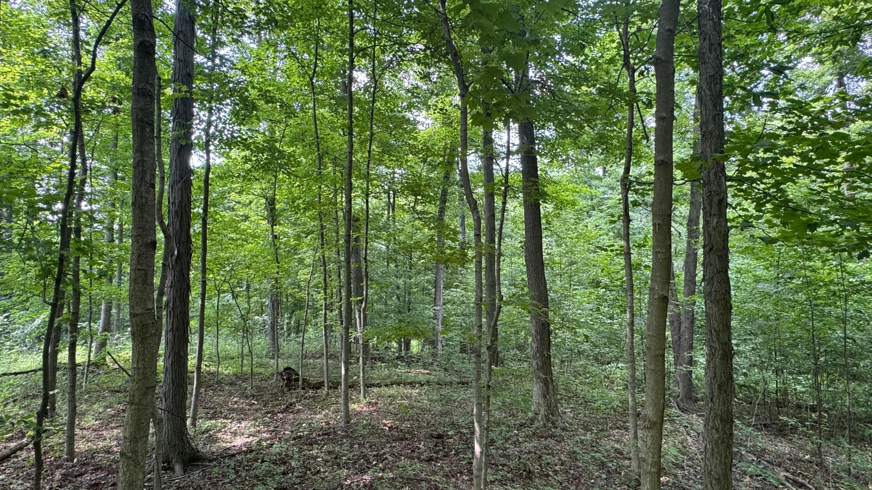 0 Us Rt 250 Property Photo 16