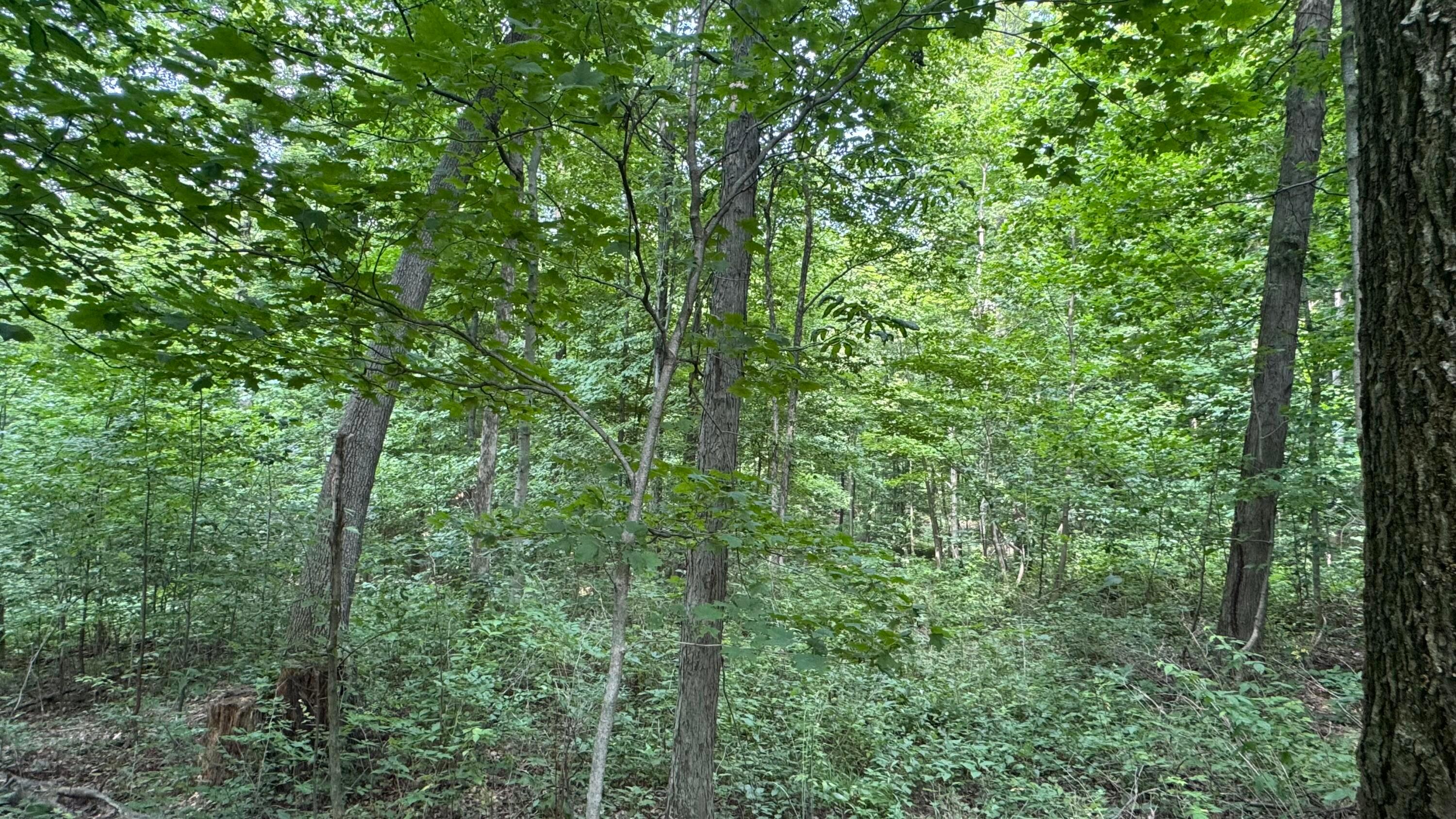 0 Us Rt 250 Property Photo 17
