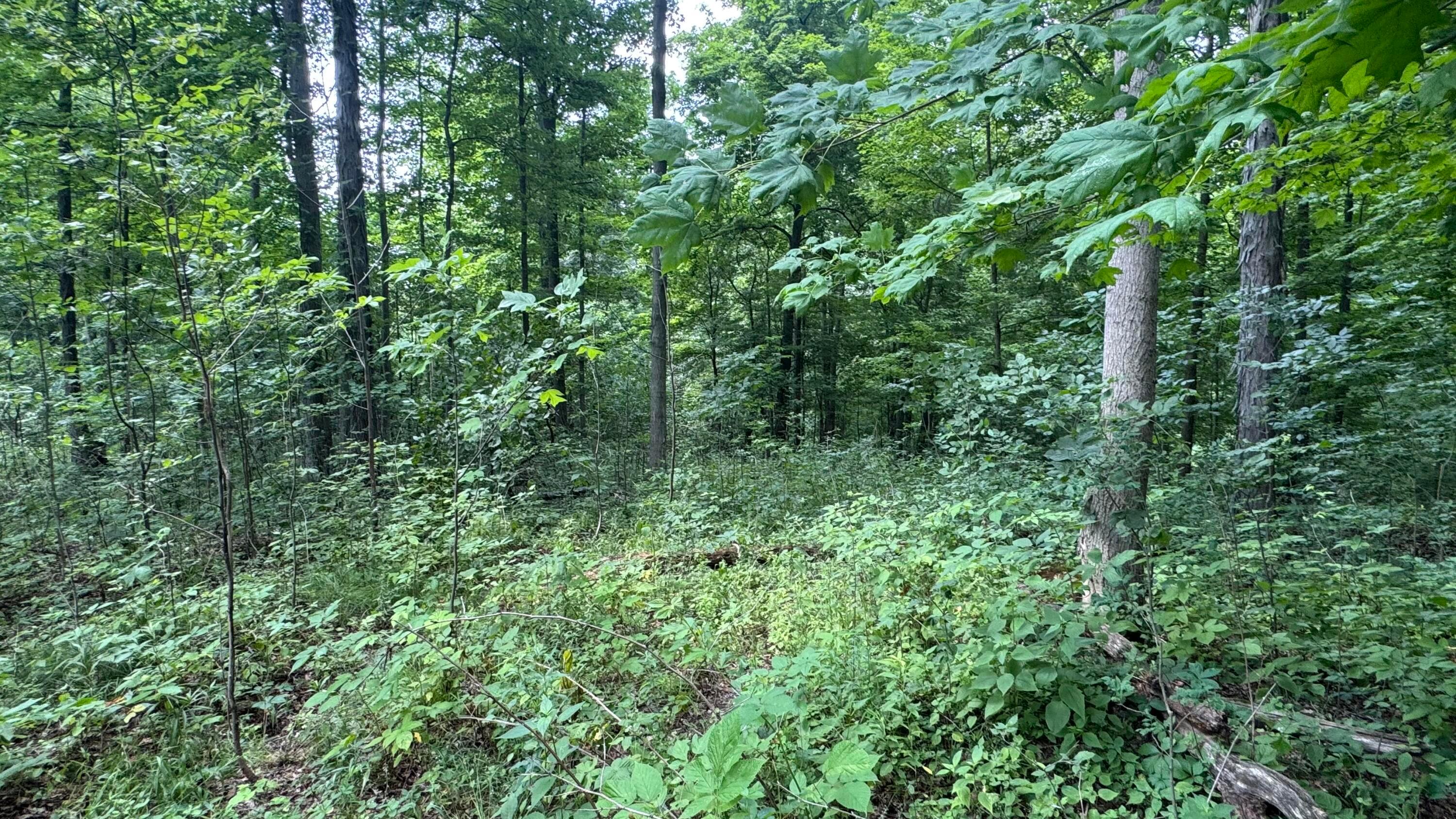 0 Us Rt 250 Property Photo 18