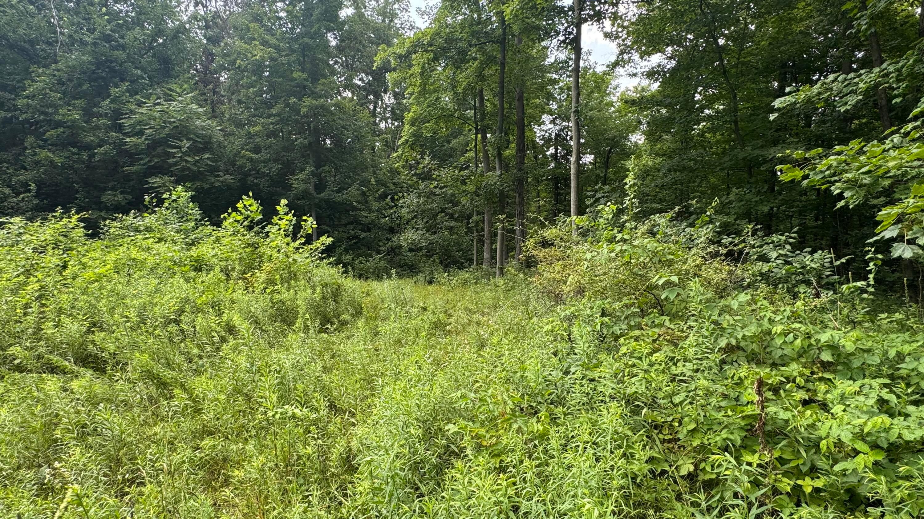 0 Us Rt 250 Property Photo 20