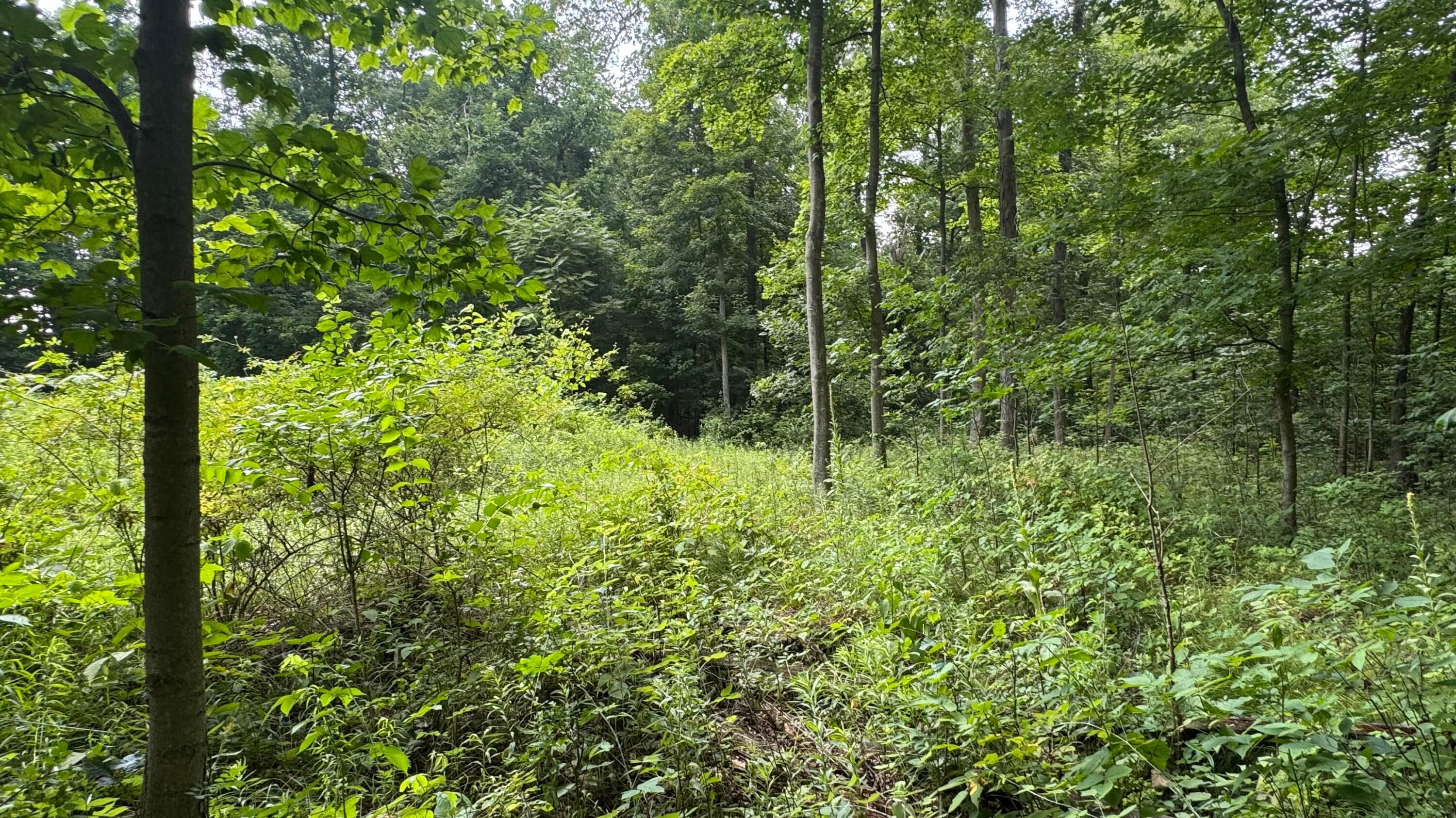 0 Us Rt 250 Property Photo 21