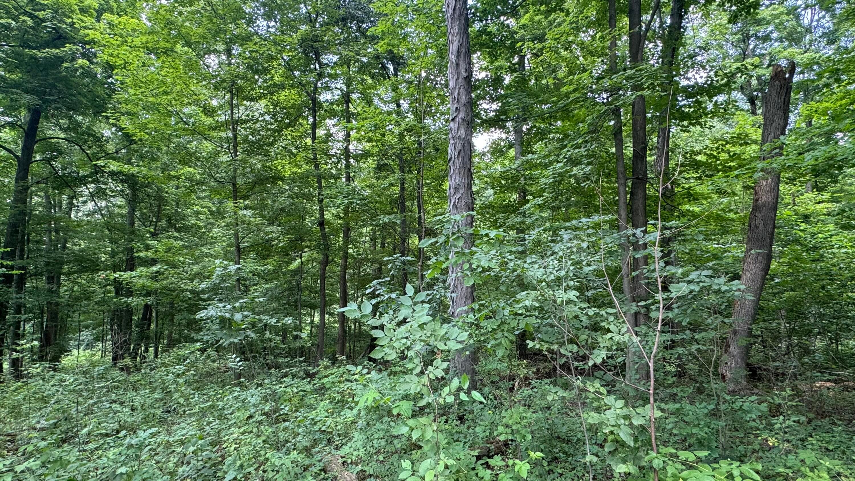 0 Us Rt 250 Property Photo 22