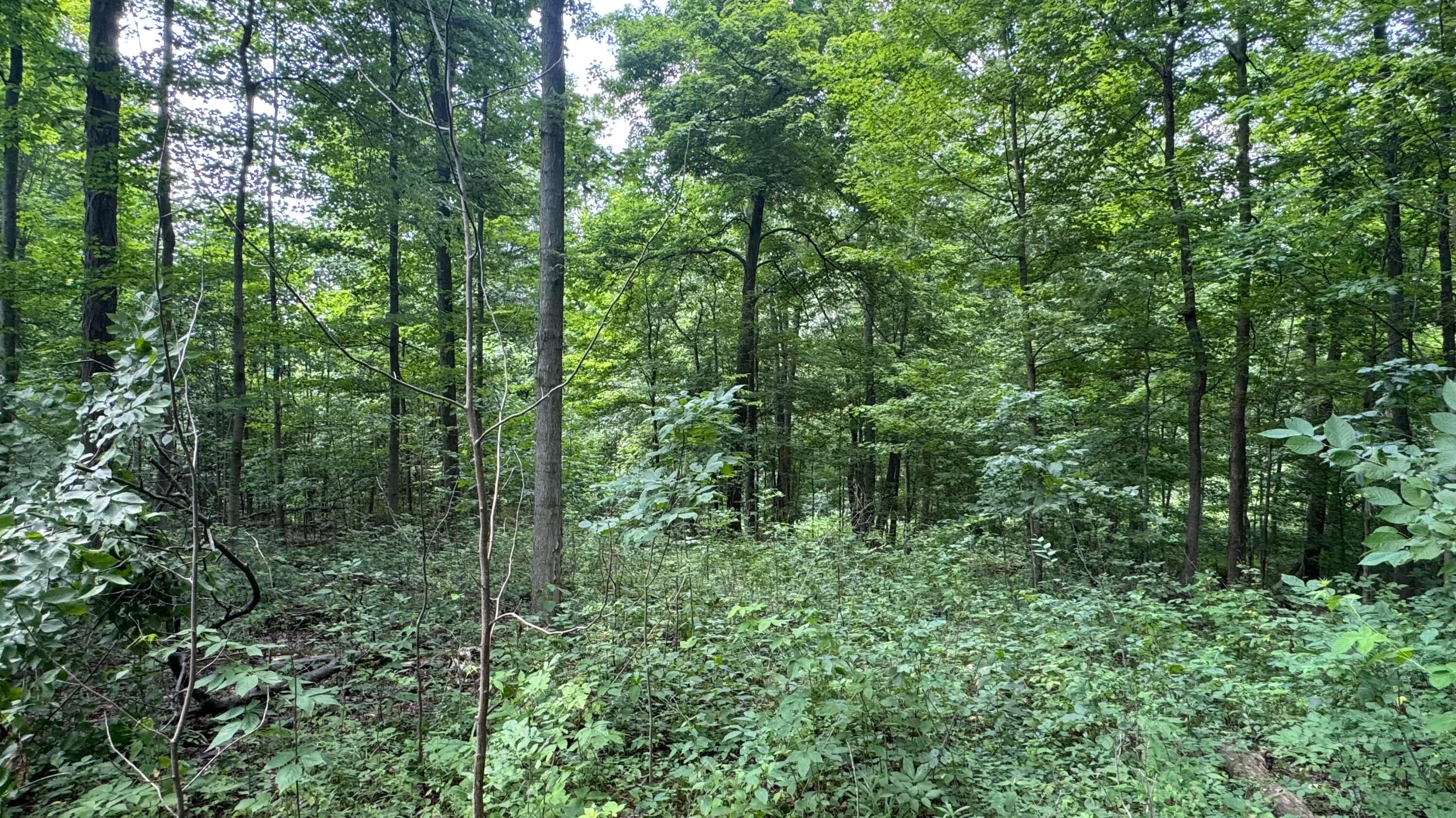 0 Us Rt 250 Property Photo 23