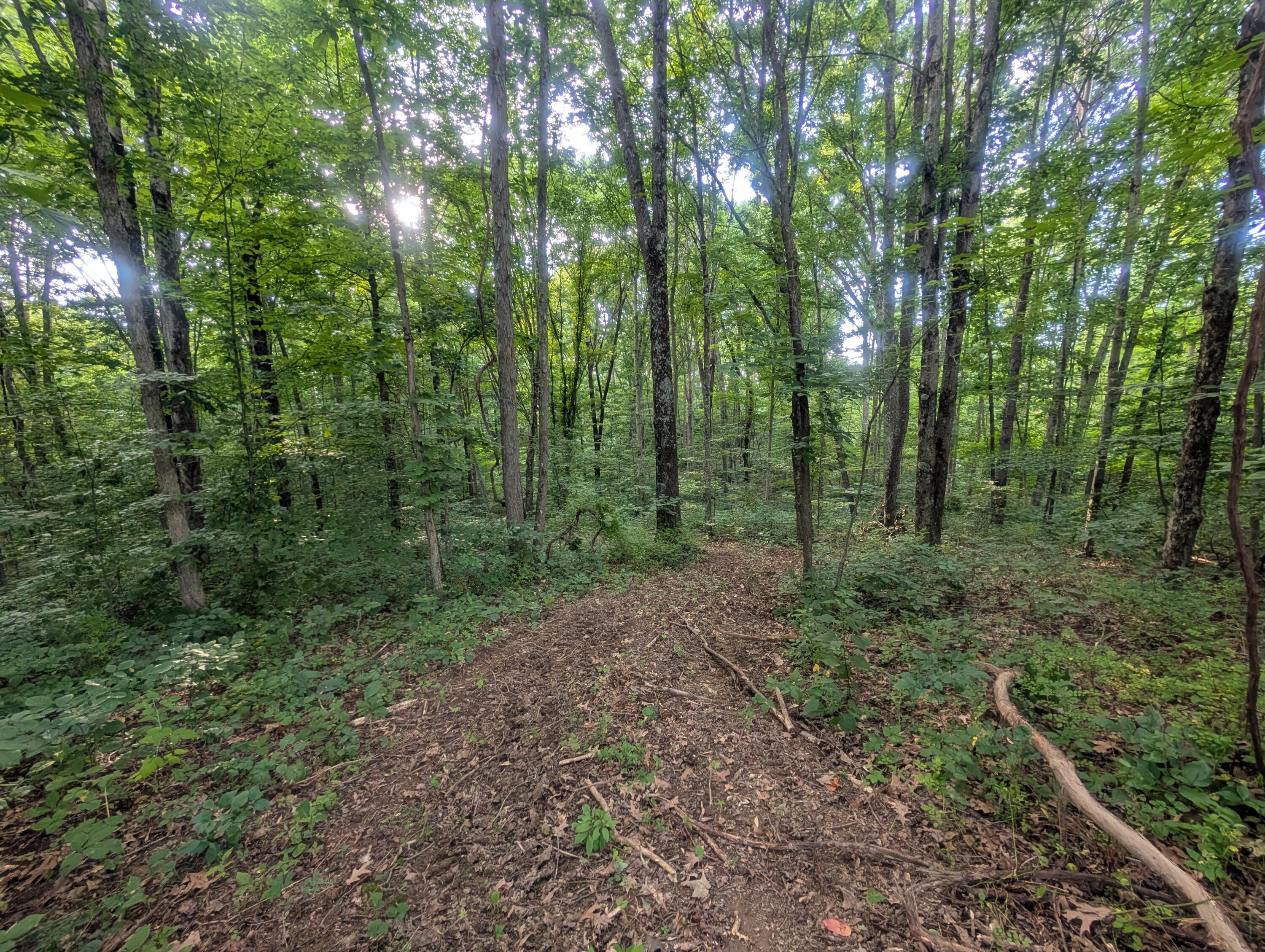 Tract A E. Reinersville Road Property Photo 6
