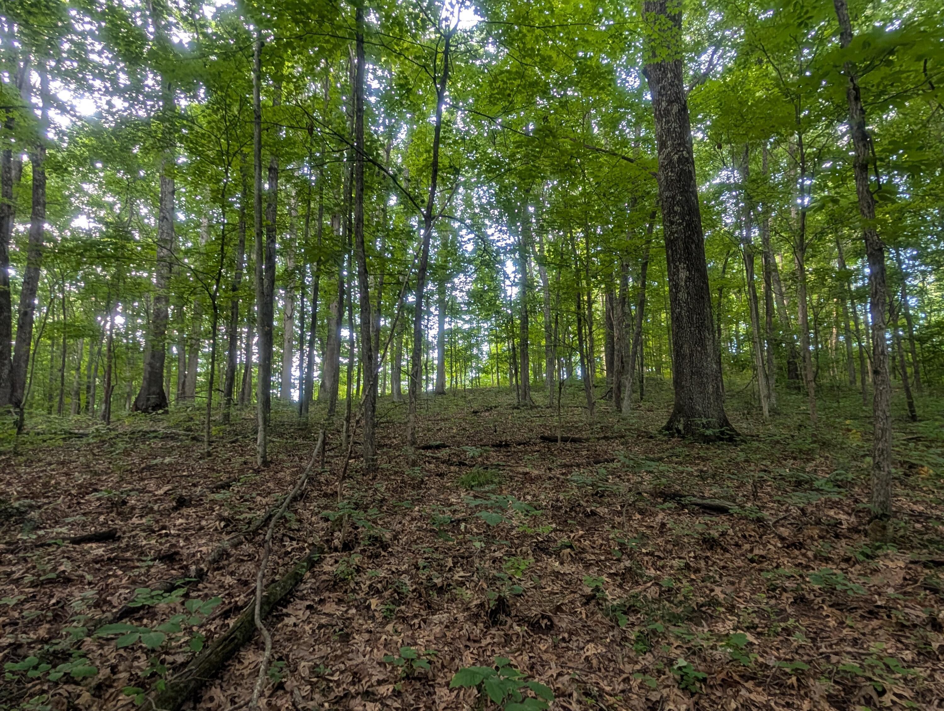 Tract A E. Reinersville Road Property Photo 7