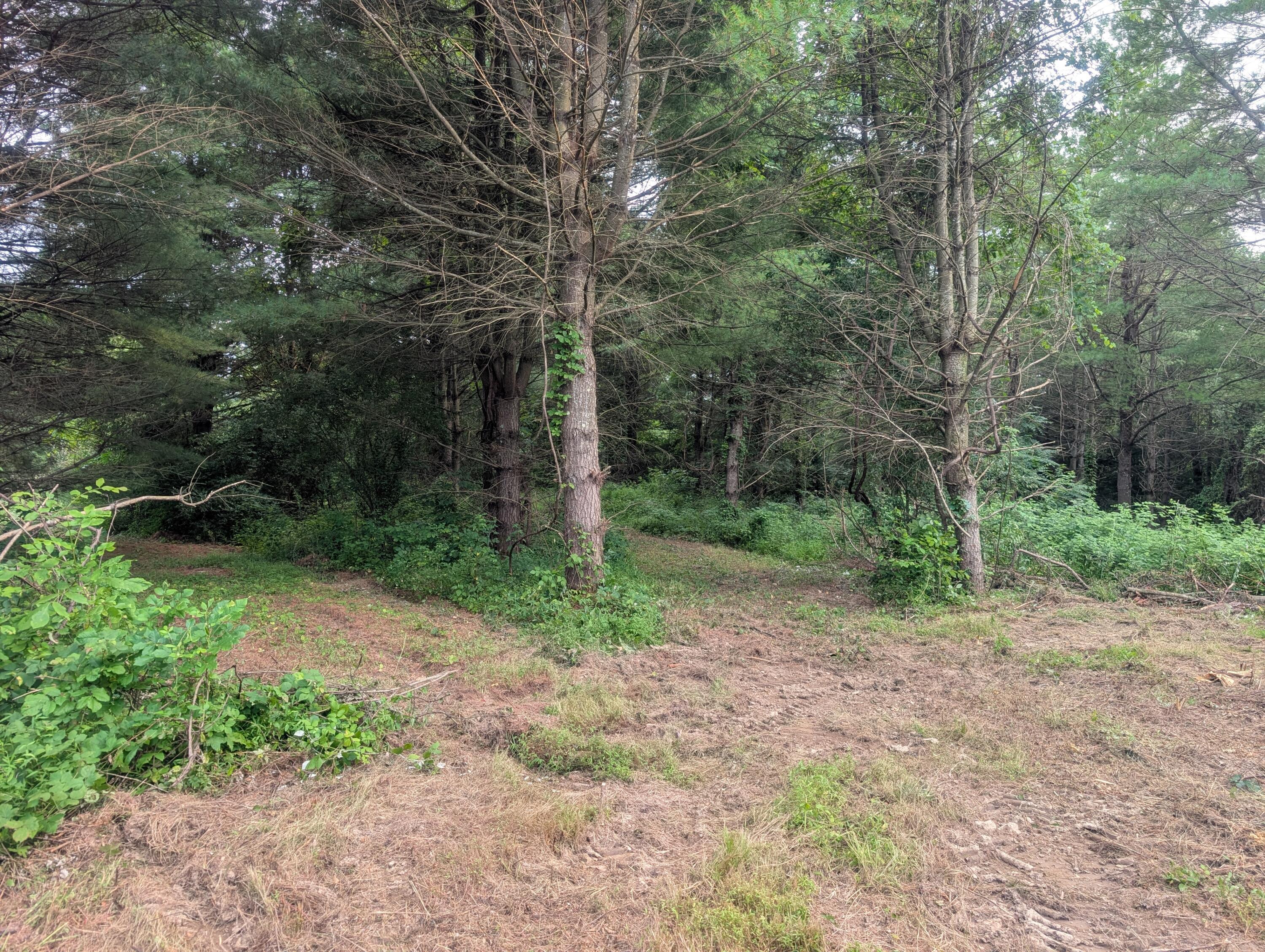 Tract A E. Reinersville Road Property Photo 8