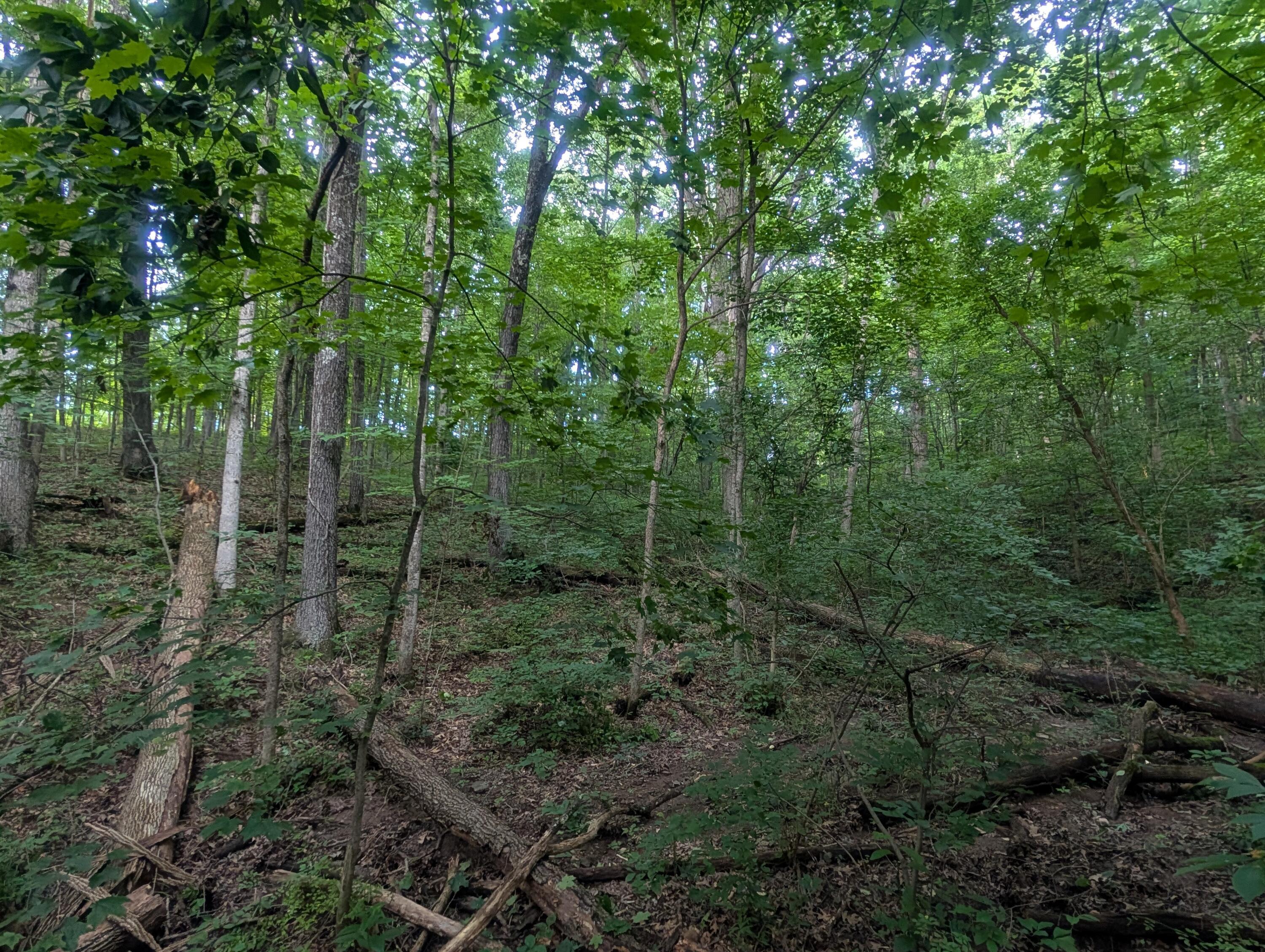 Tract A E. Reinersville Road Property Photo 9