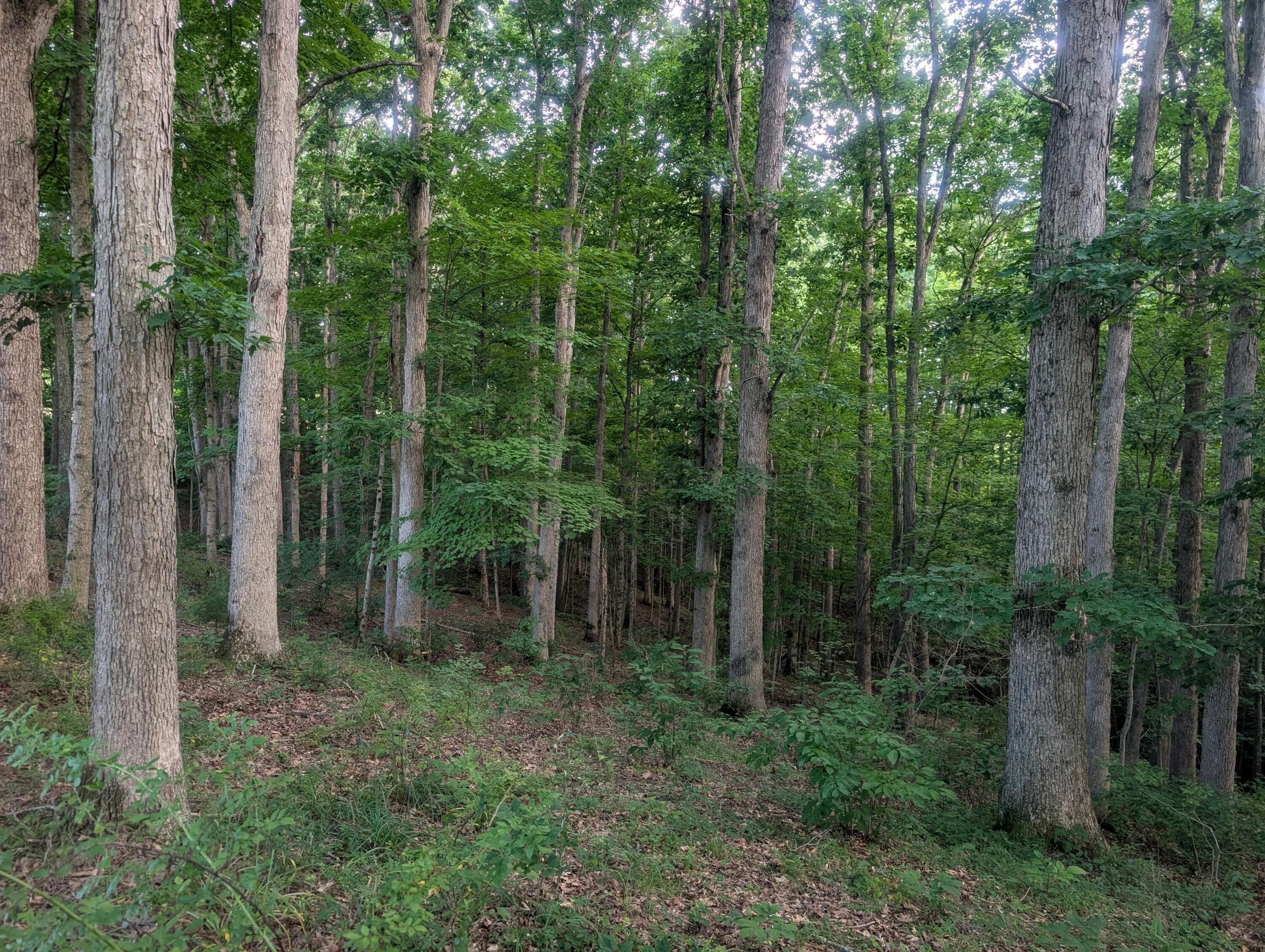5055 Tract C Early Ridge Property Photo 10