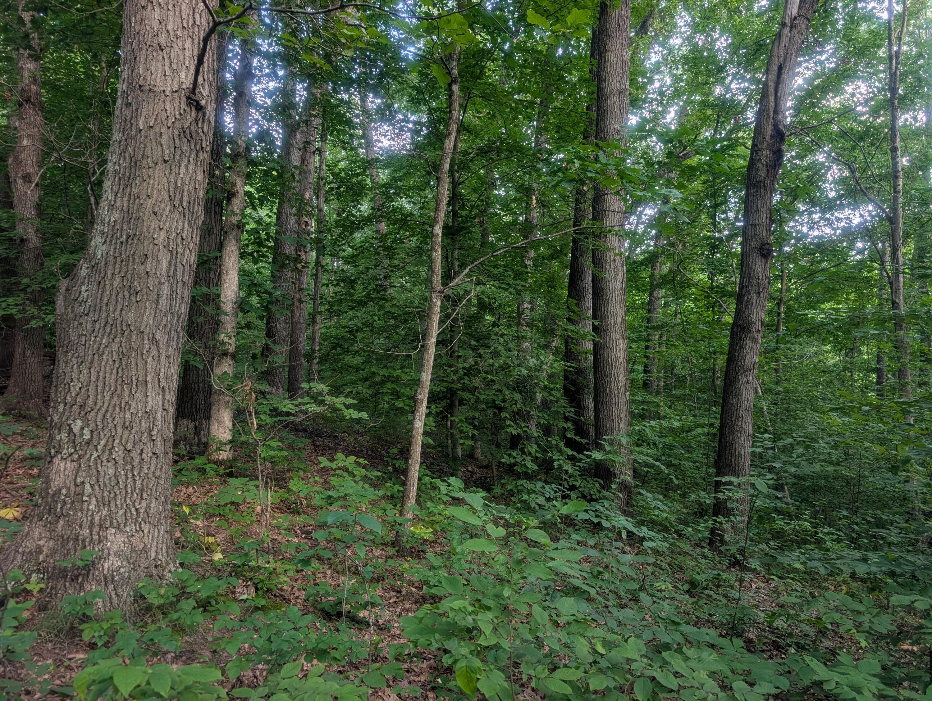 5055 Tract C Early Ridge Property Photo 13