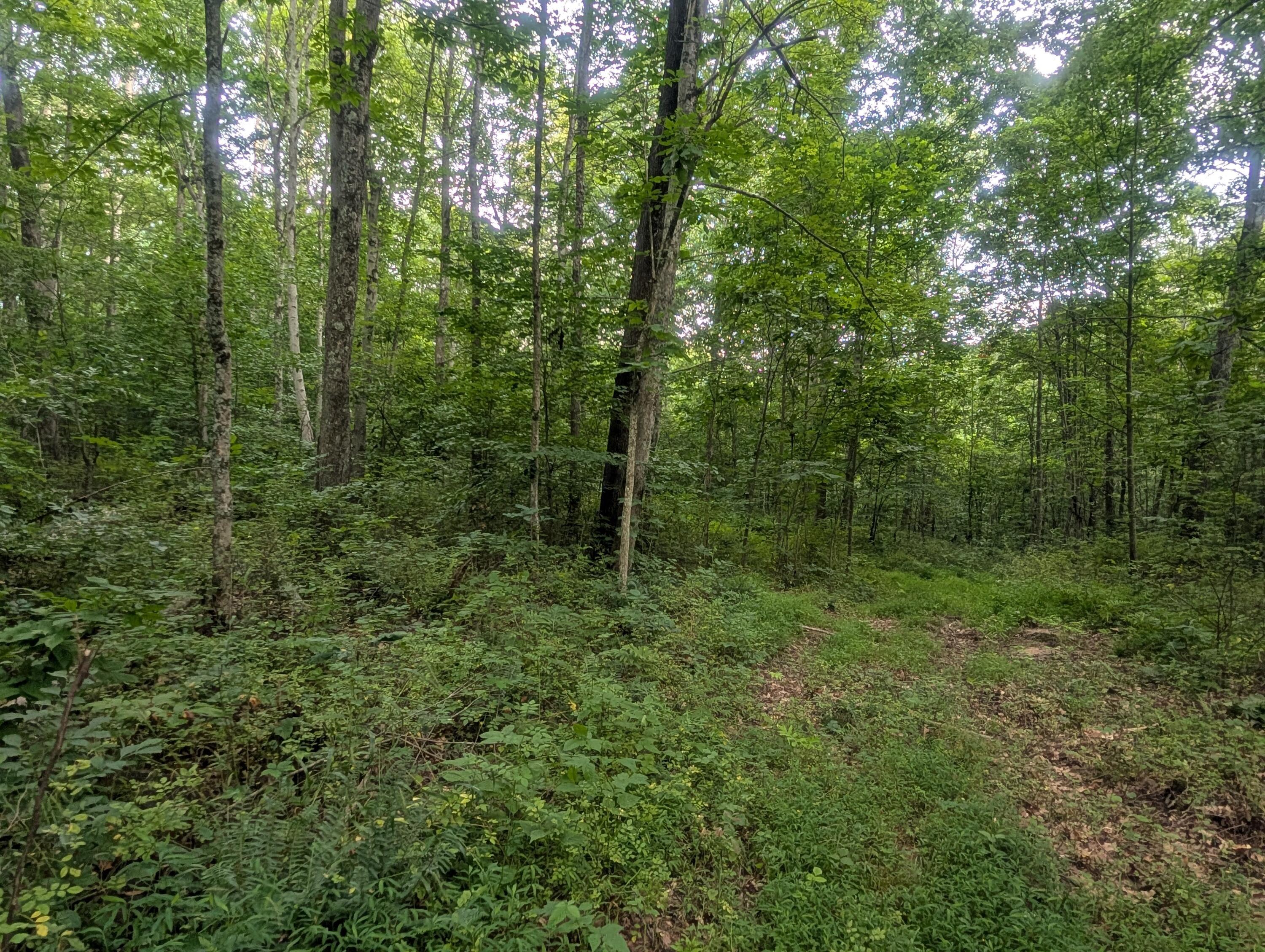 0 Tract D E. Reinersville Road Property Photo 12