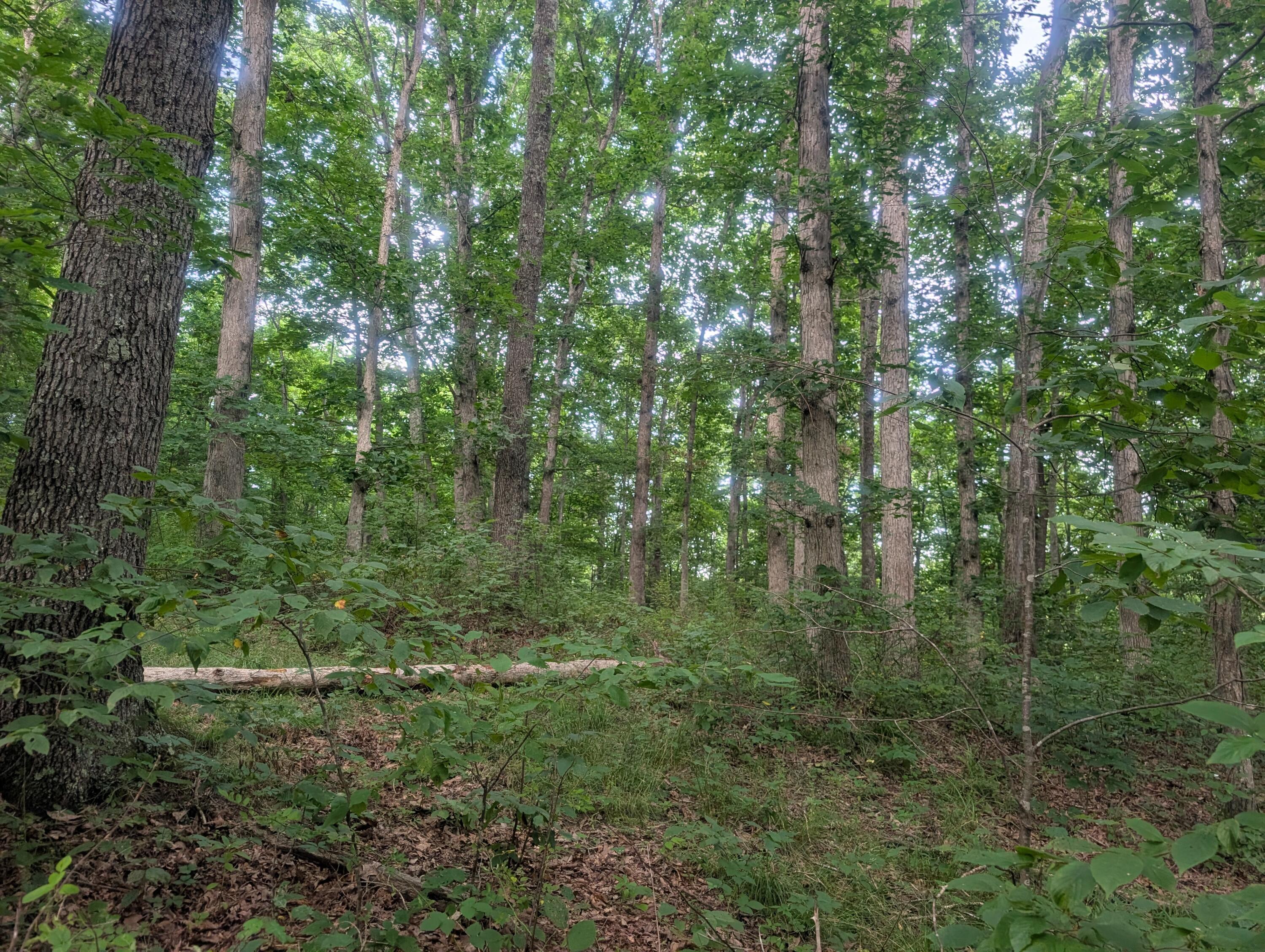 0 Tract D E. Reinersville Road Property Photo 13