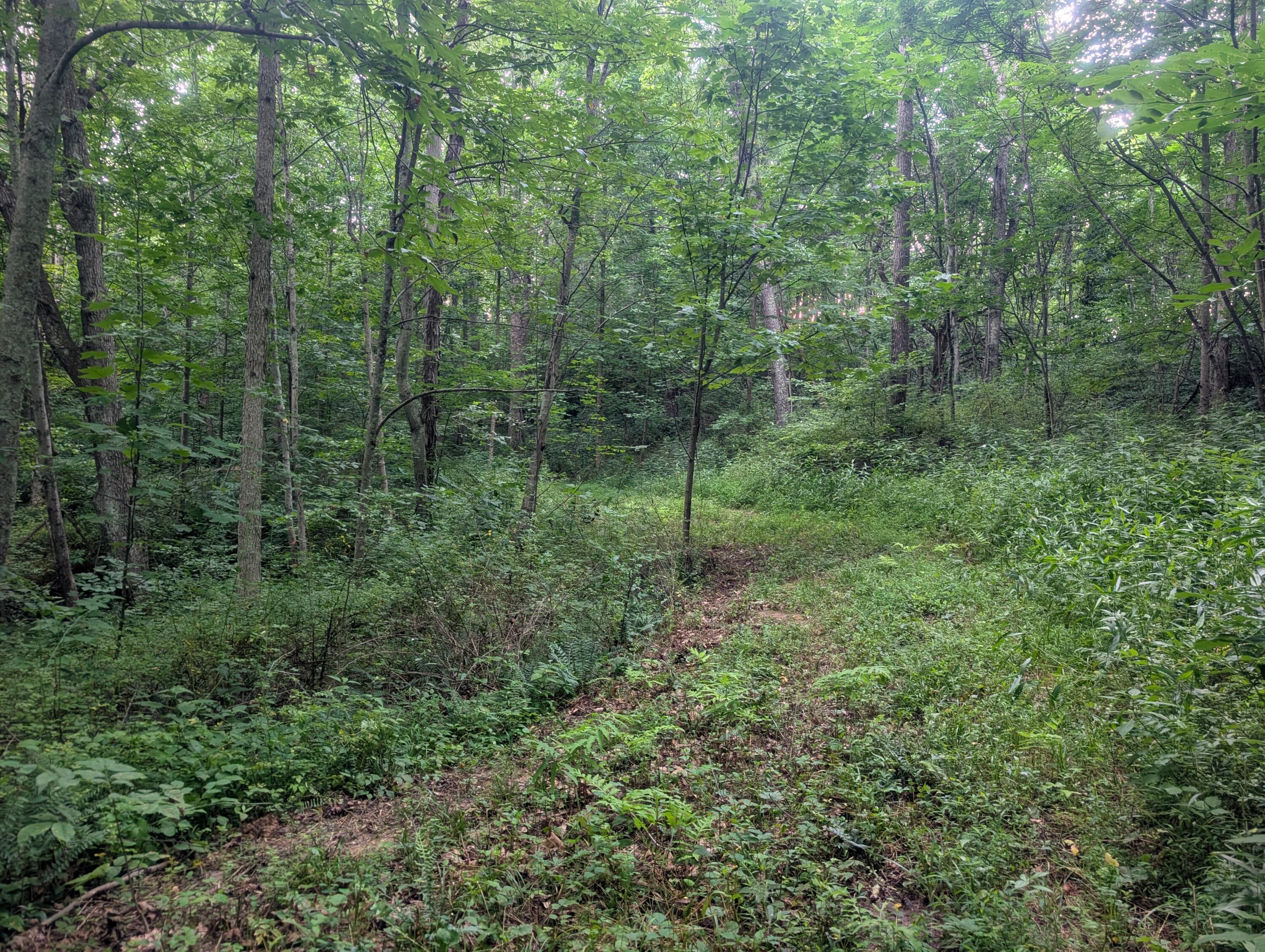 0 Tract D E. Reinersville Road Property Photo 14