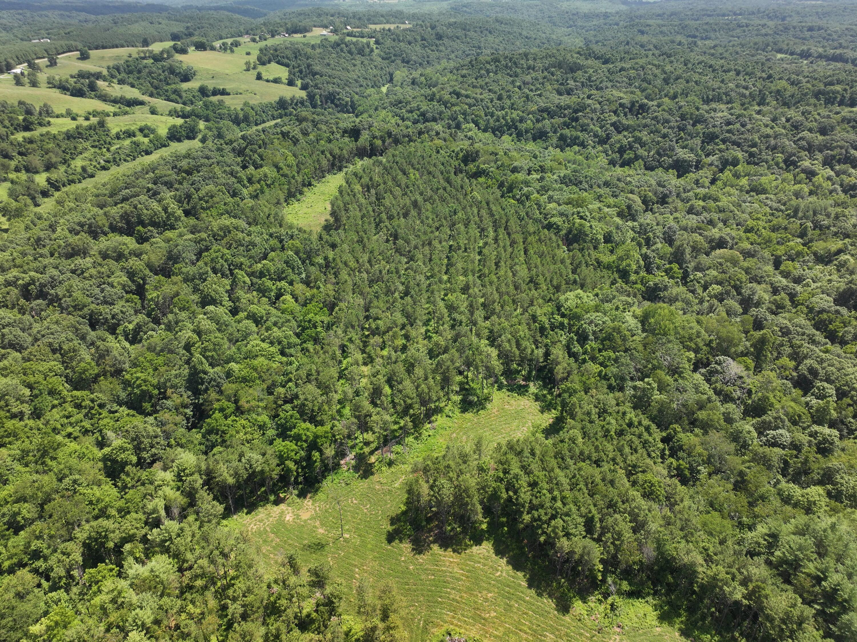 0 Tract D E. Reinersville Road Property Photo 15