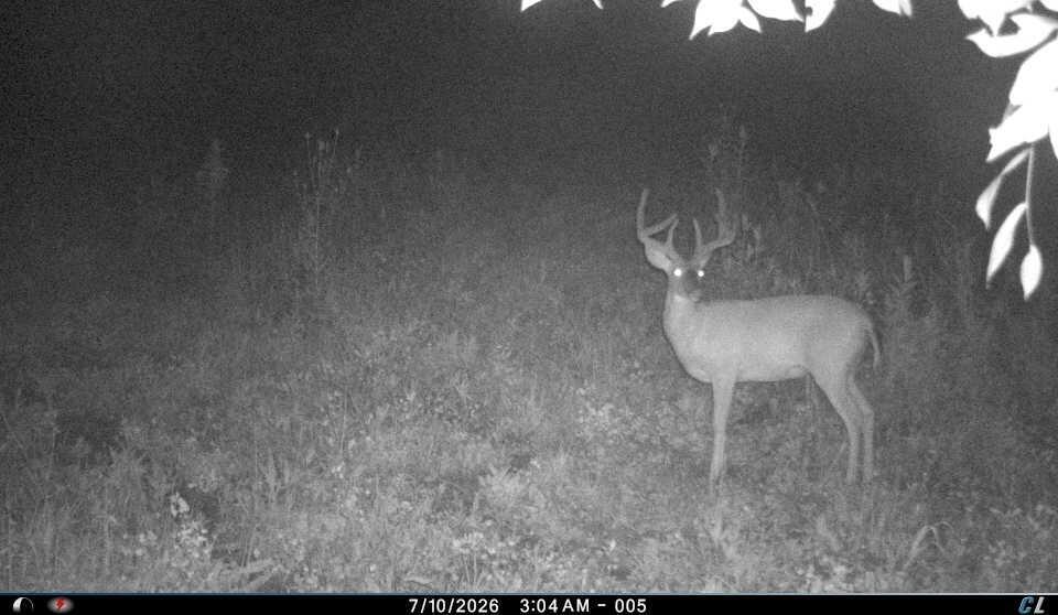 0 Tract D E. Reinersville Road Property Photo 20