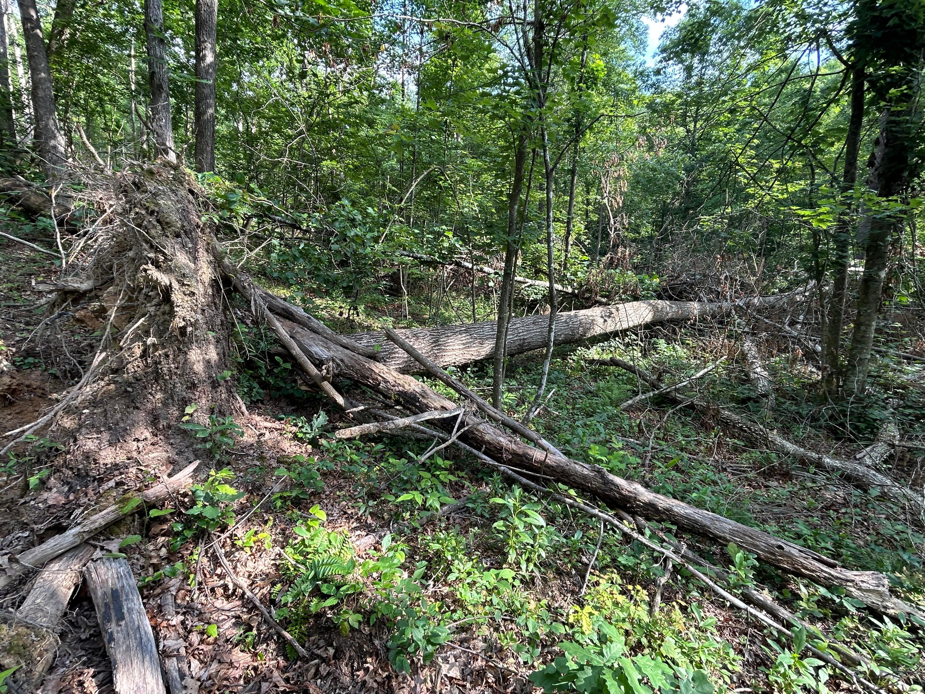 1481 Shoestring Ridge Road Property Photo 39
