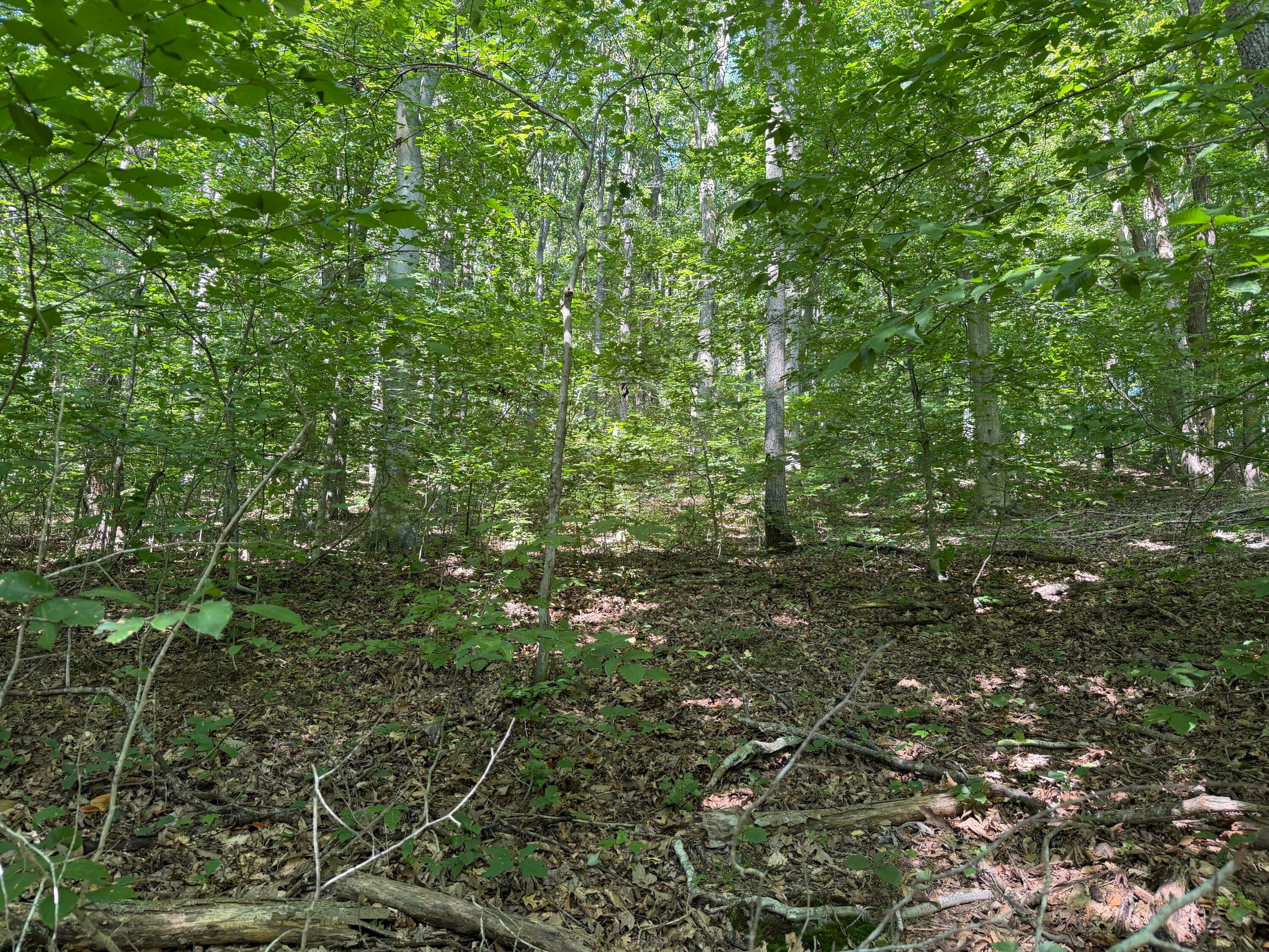0 Rainbow Trail Property Photo 6