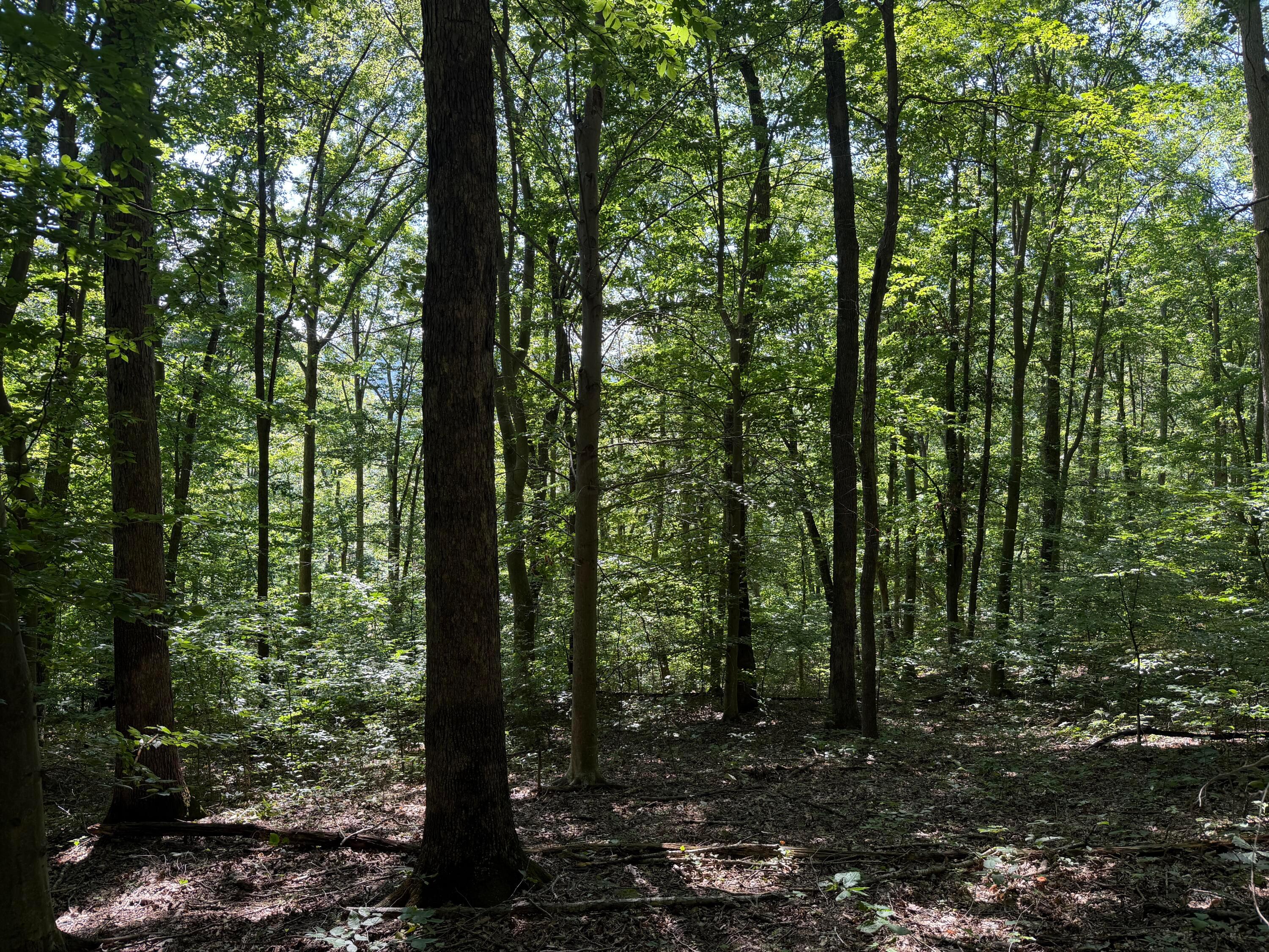 0 Rainbow Trail Property Photo 7
