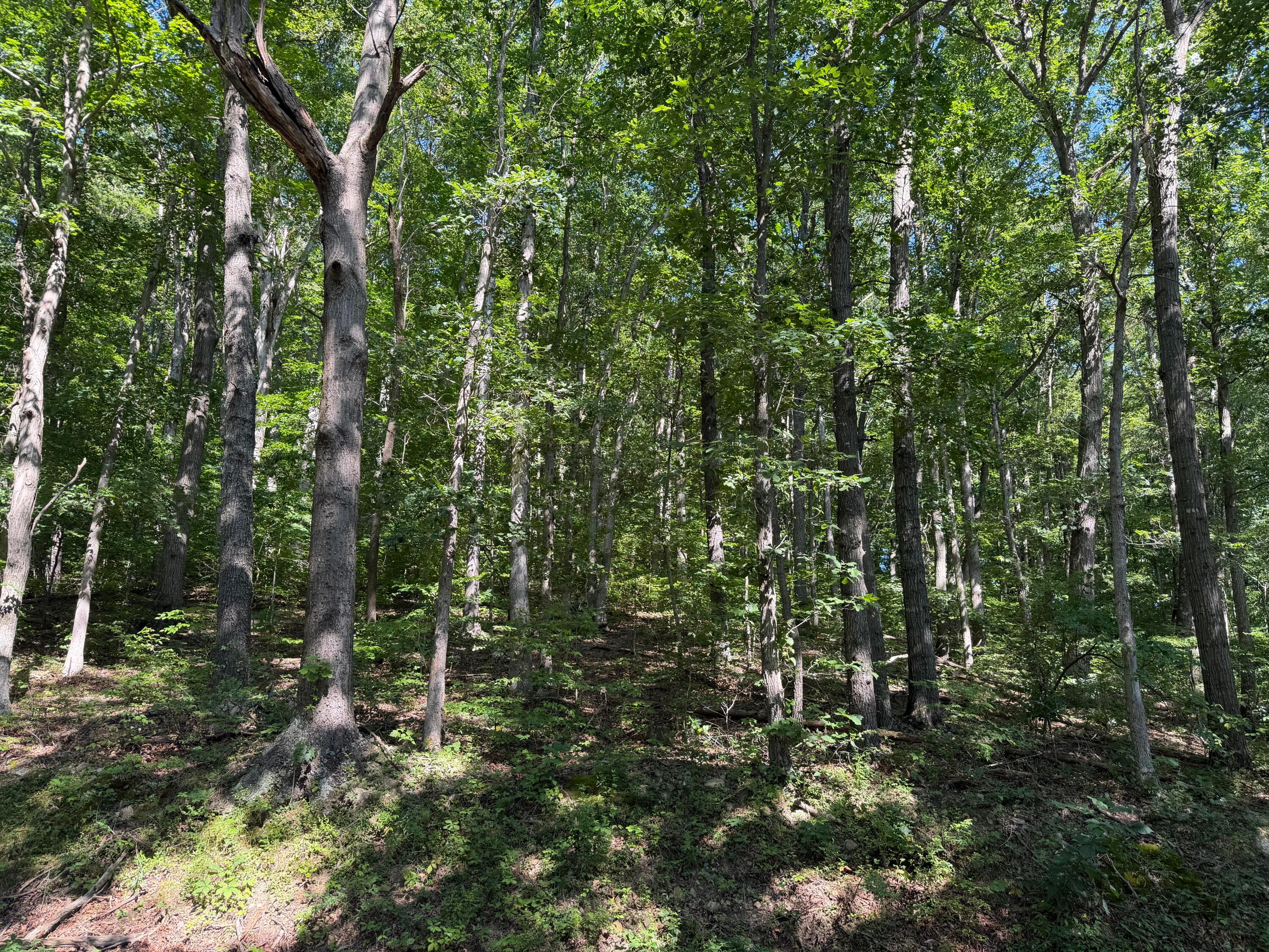 0 Rainbow Trail Property Photo 8