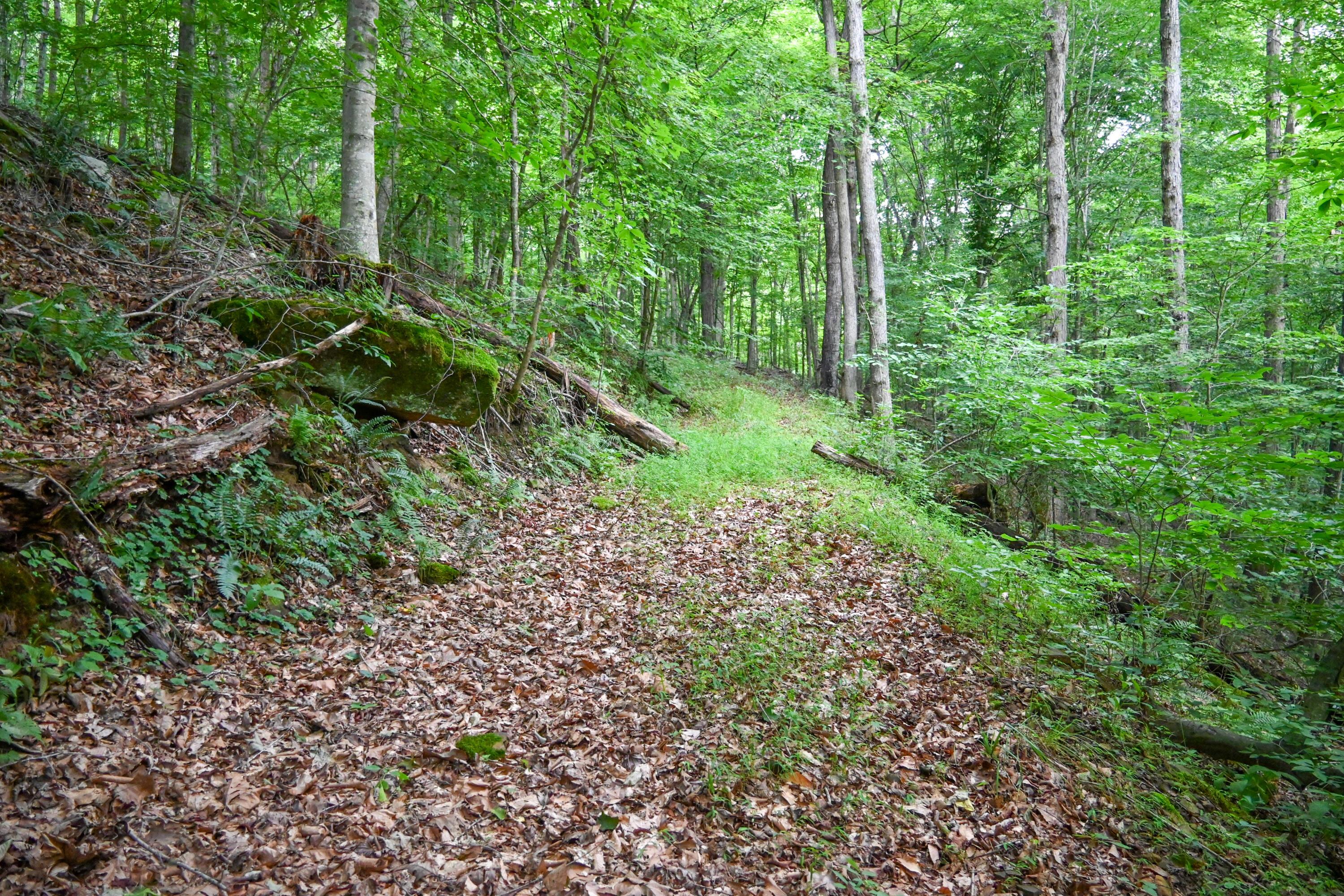 0 East Fork Pond Run Rd Property Photo 6