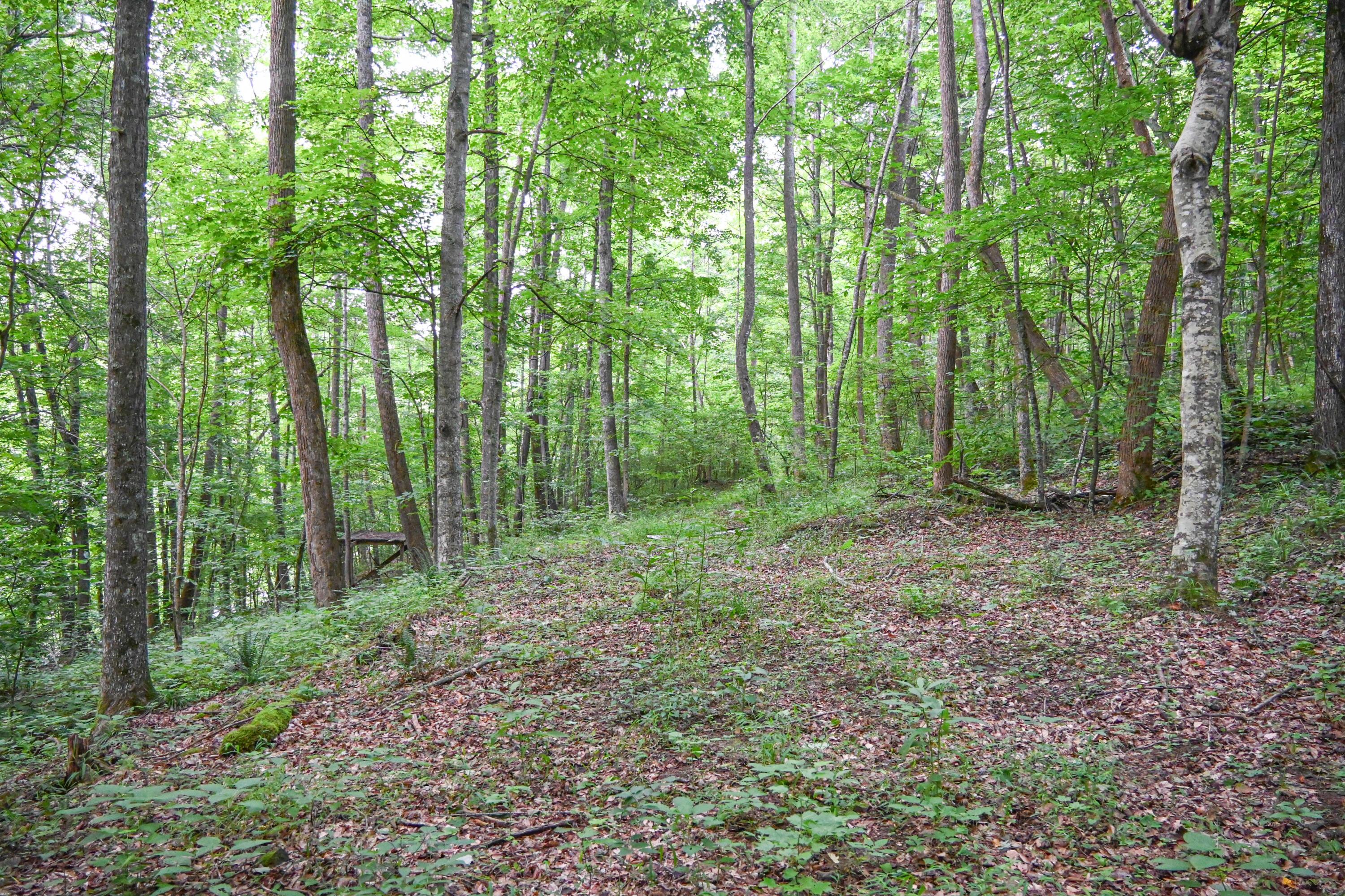 0 East Fork Pond Run Rd Property Photo 7